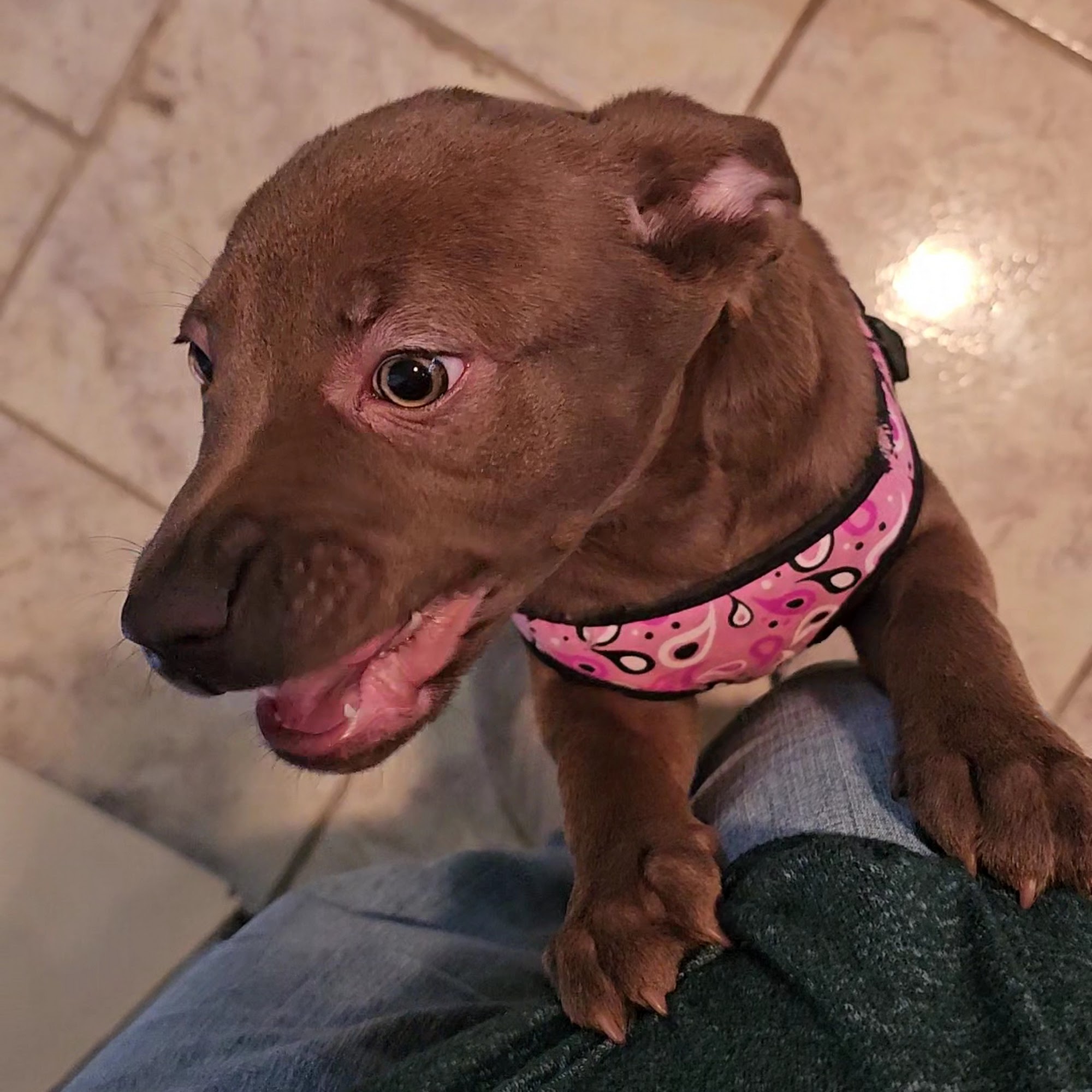 Wateree Animal Hospital Camden