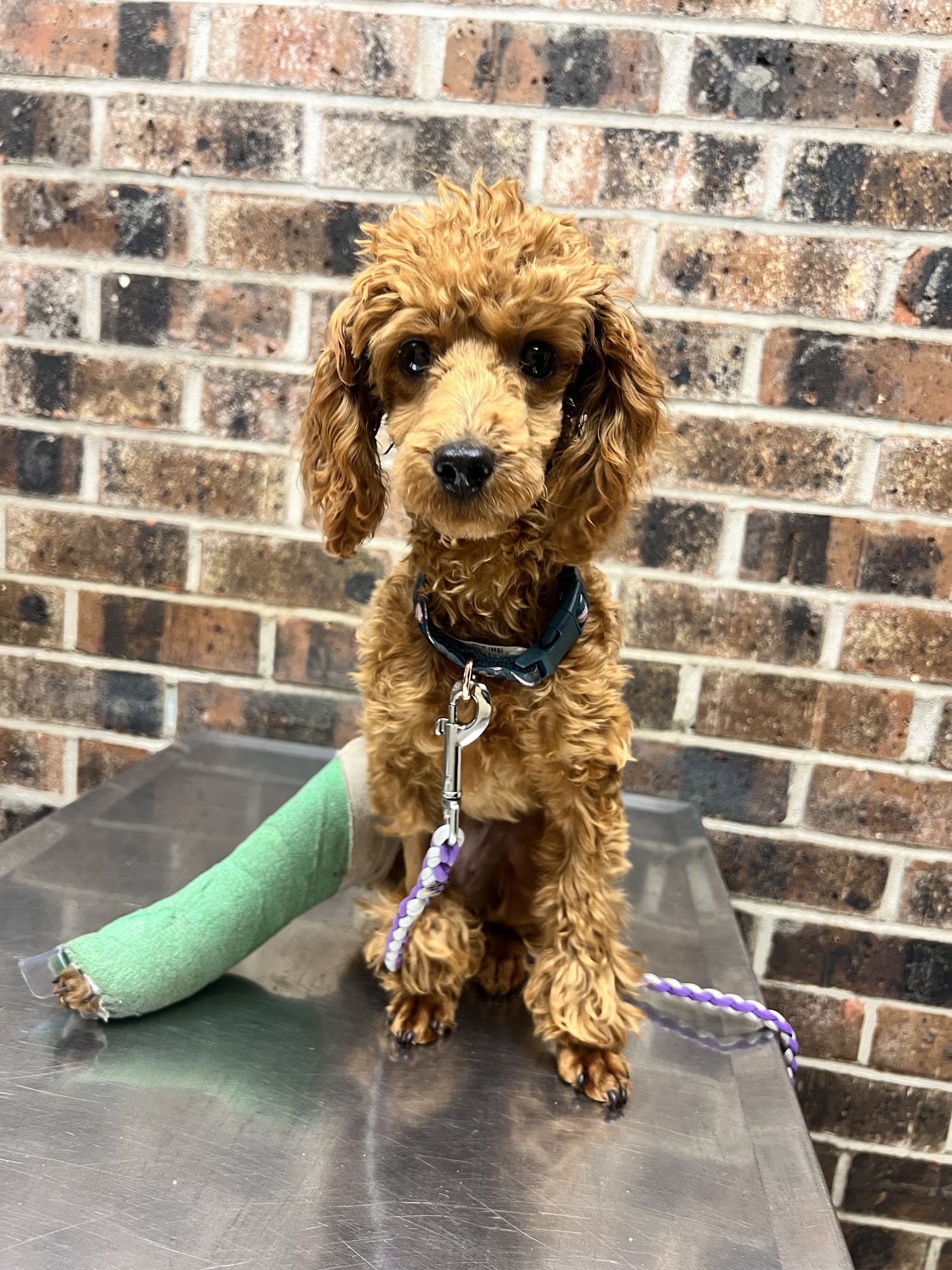 Camden Veterinary Hospital Camden