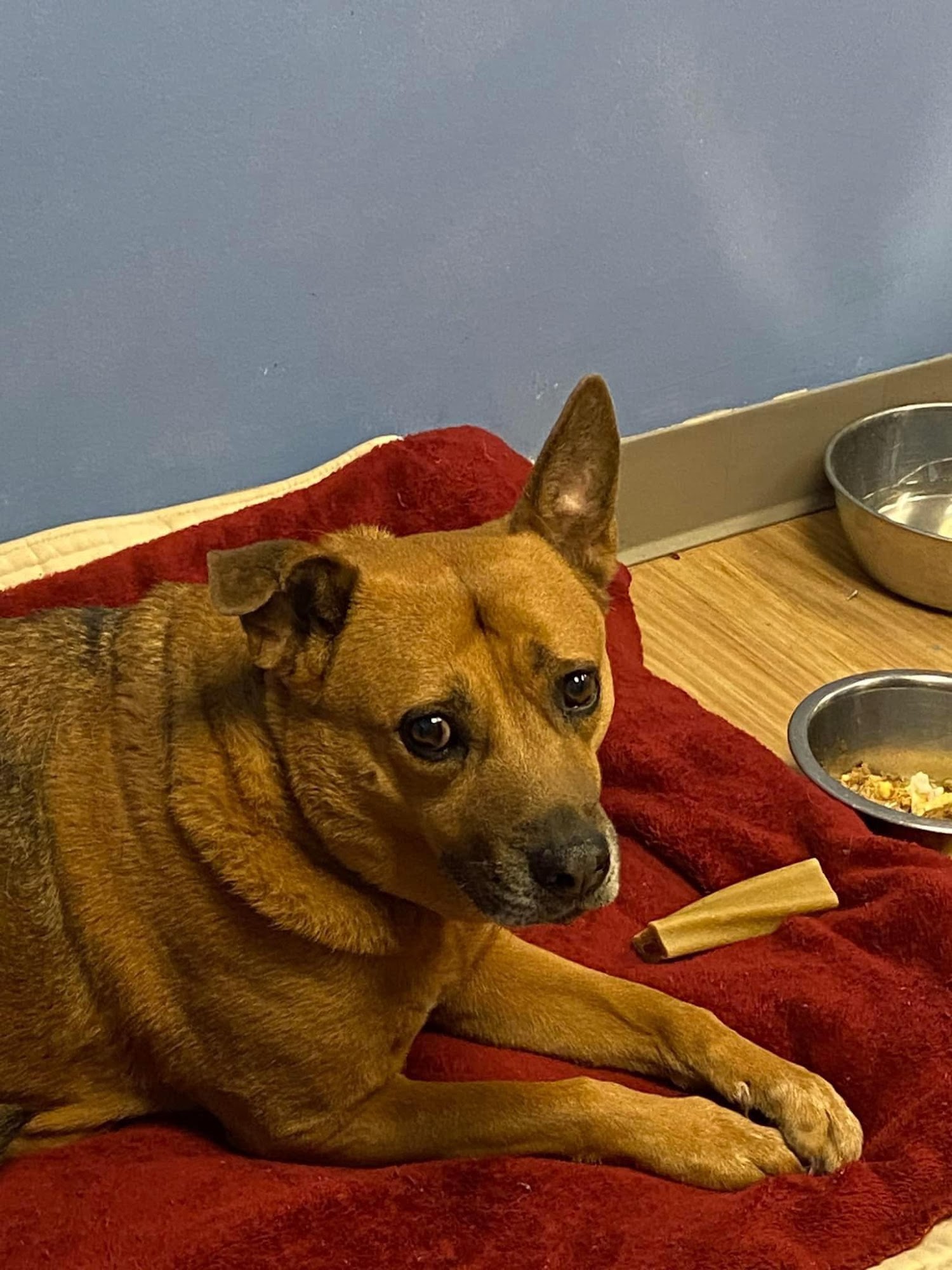 Kershaw County Humane Society Camden