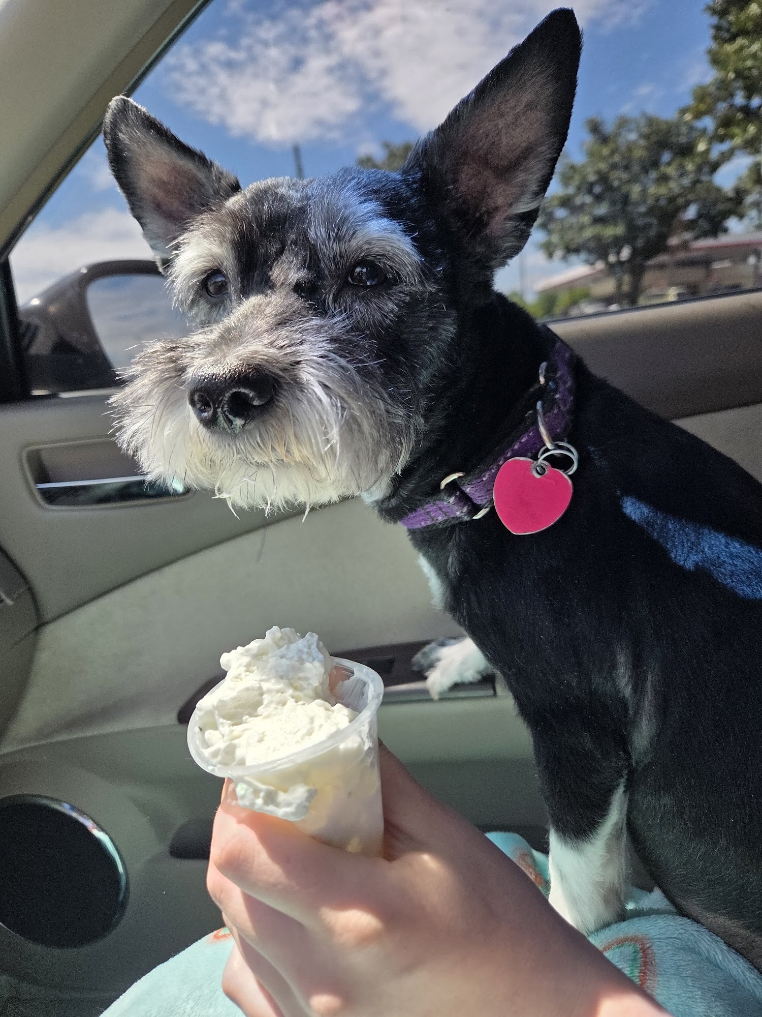 Happy Paws All Breed Grooming