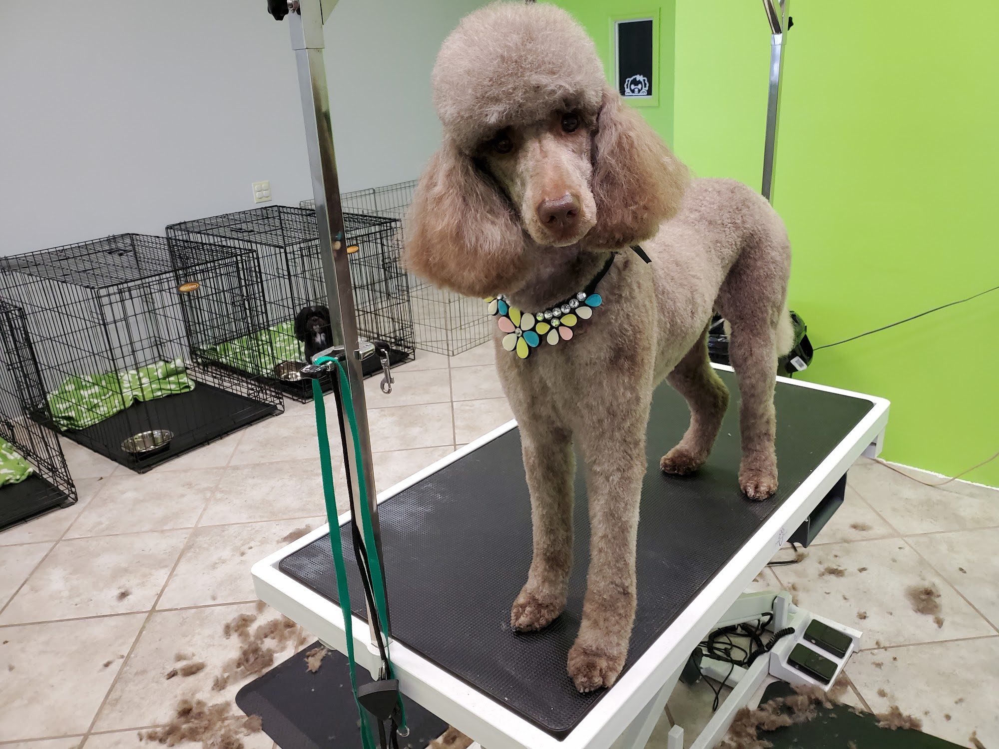 What the Pup LLC Cayce