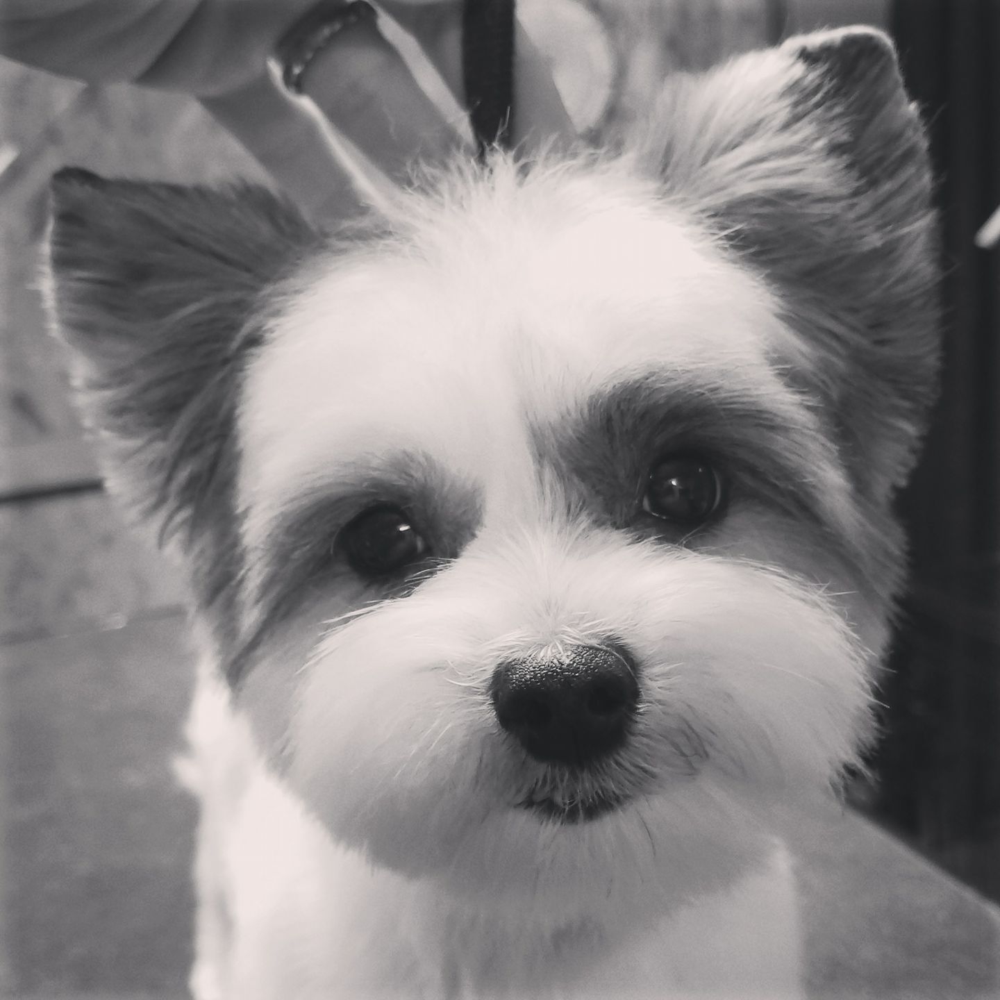 June's Topknotch Pet Stylz Central