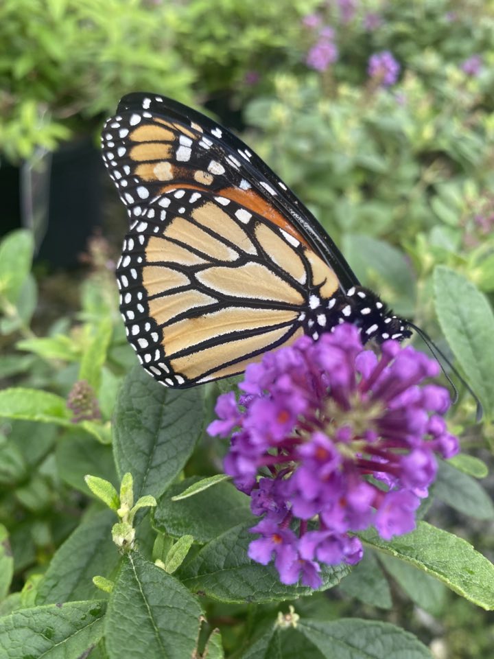Native Plants Garden Center