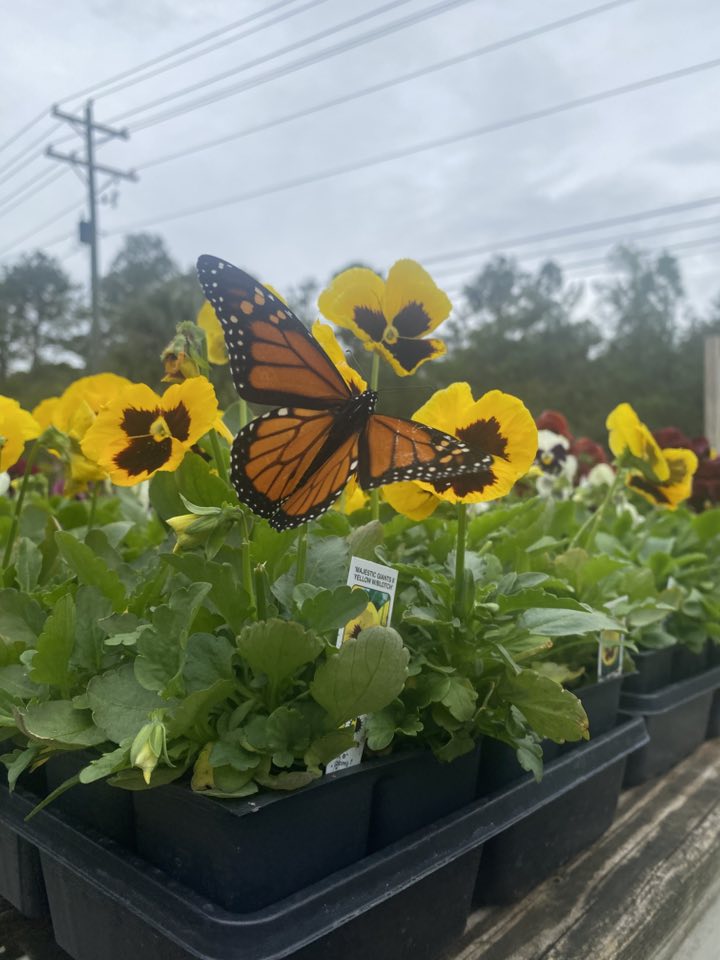 Native Plants Garden Center