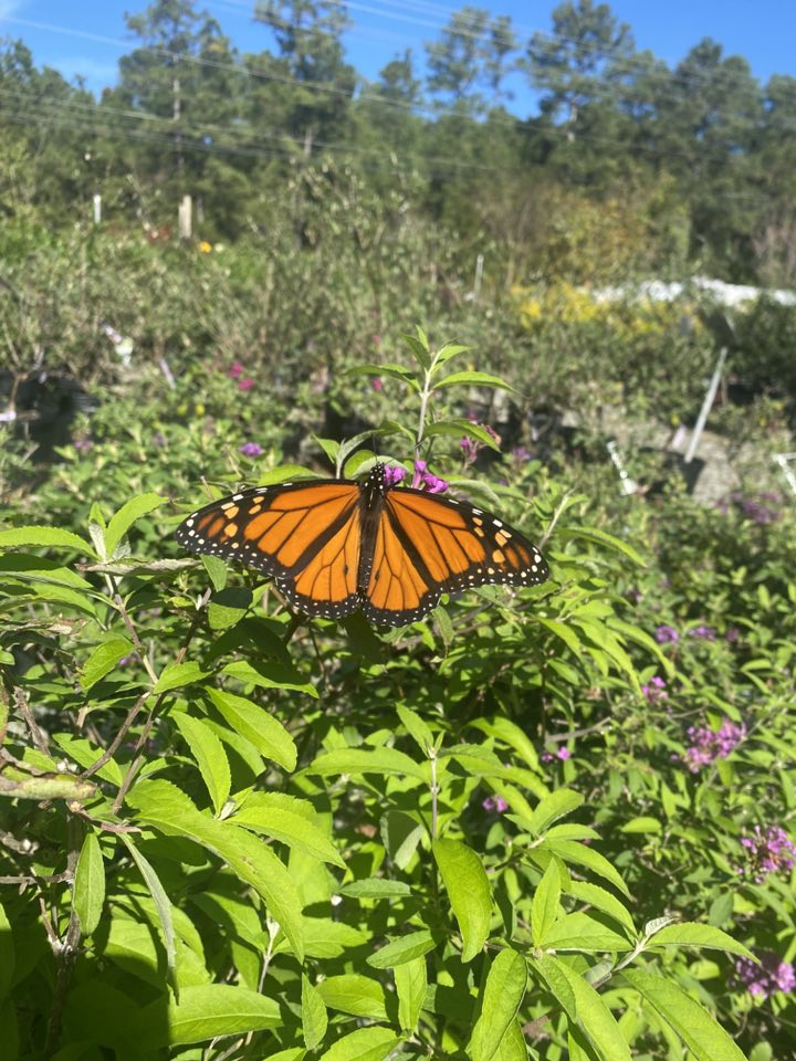 Native Plants Garden Center