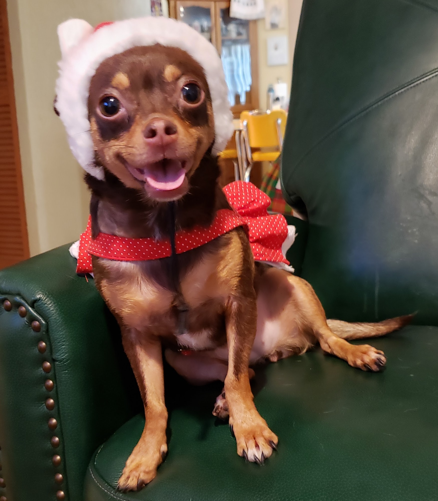 Folly Road Animal Hospital Charleston