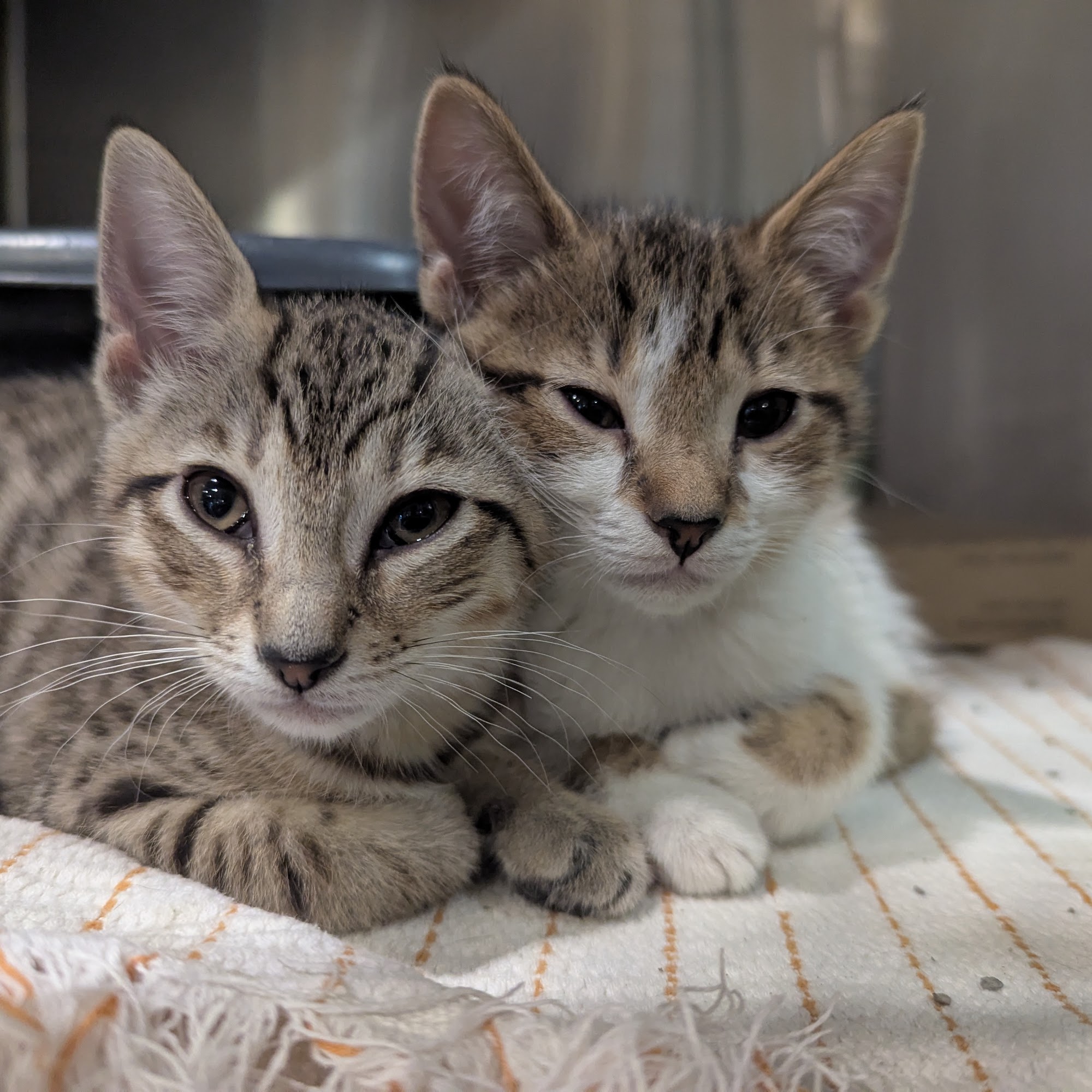 Pet Helpers Adoption Center and Spay/Neuter Clinic Charleston