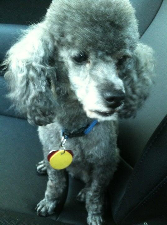 Barks N Bubbles Charleston