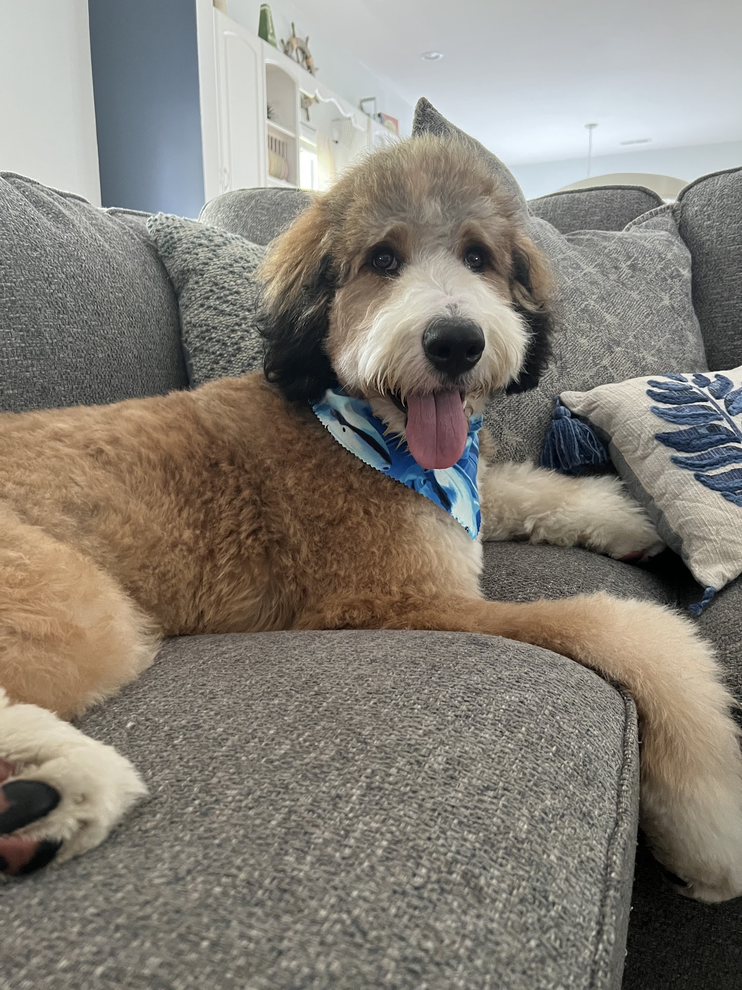 The Salty Paw Grooming Salon Charleston