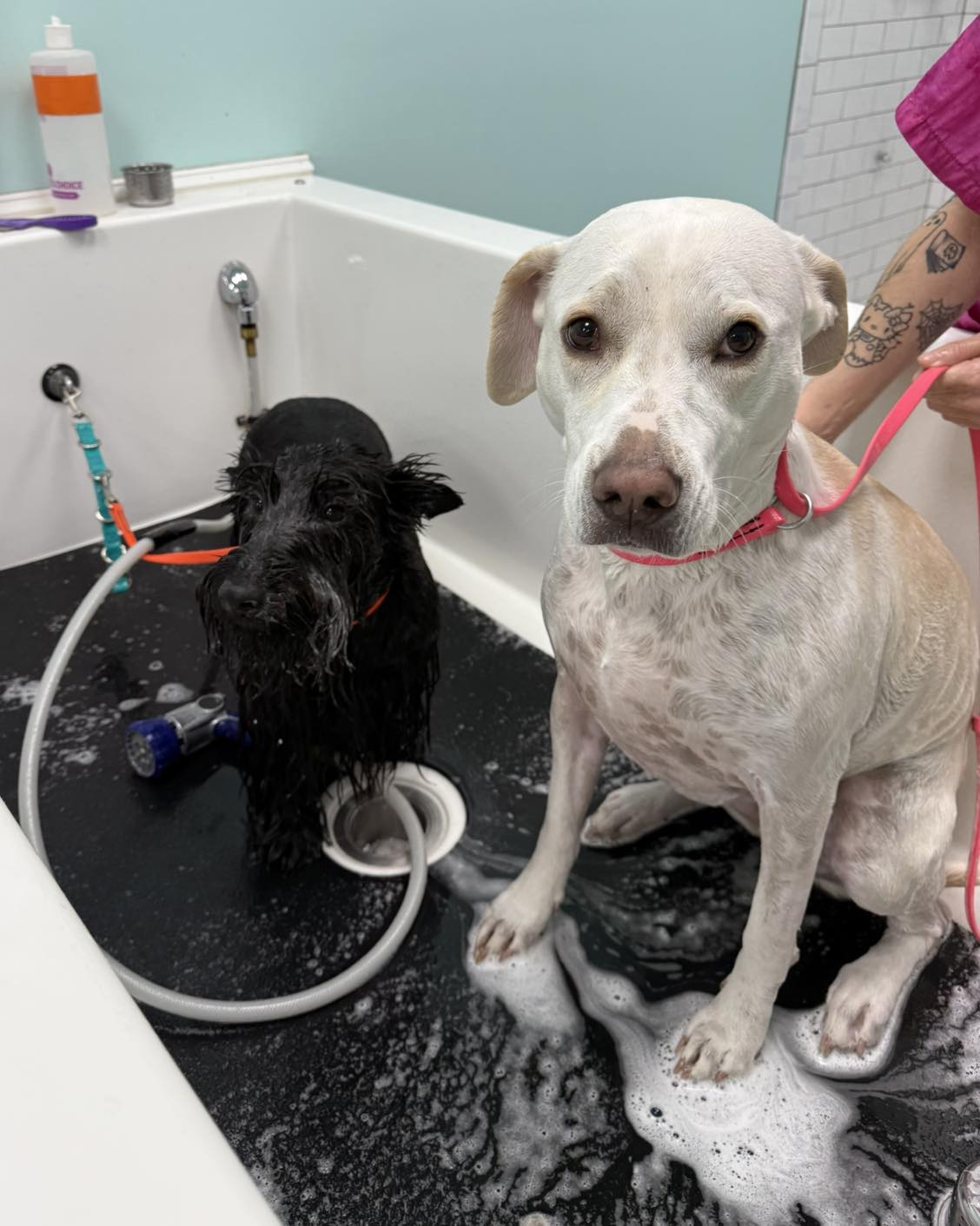 Zen Dog Spa Charleston