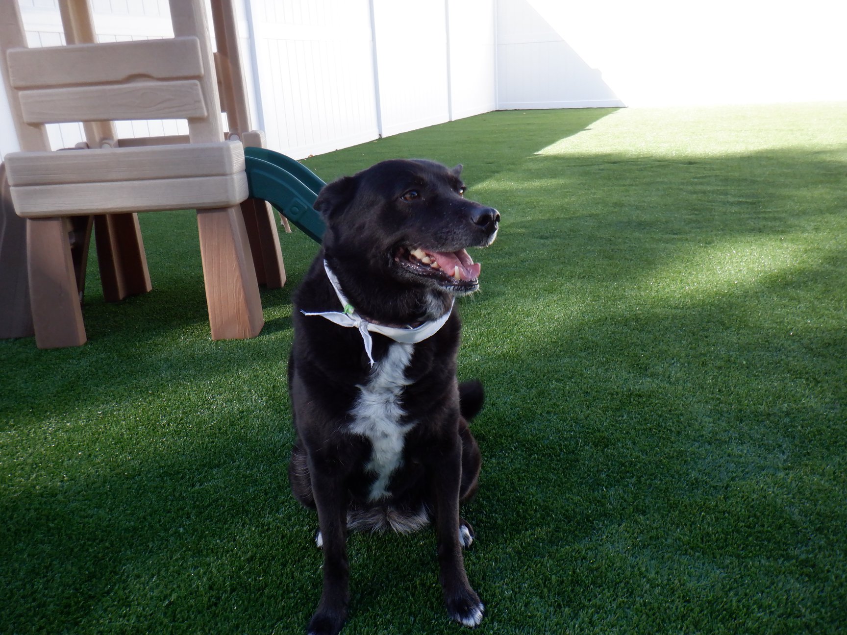 The Island Pawplex Charleston