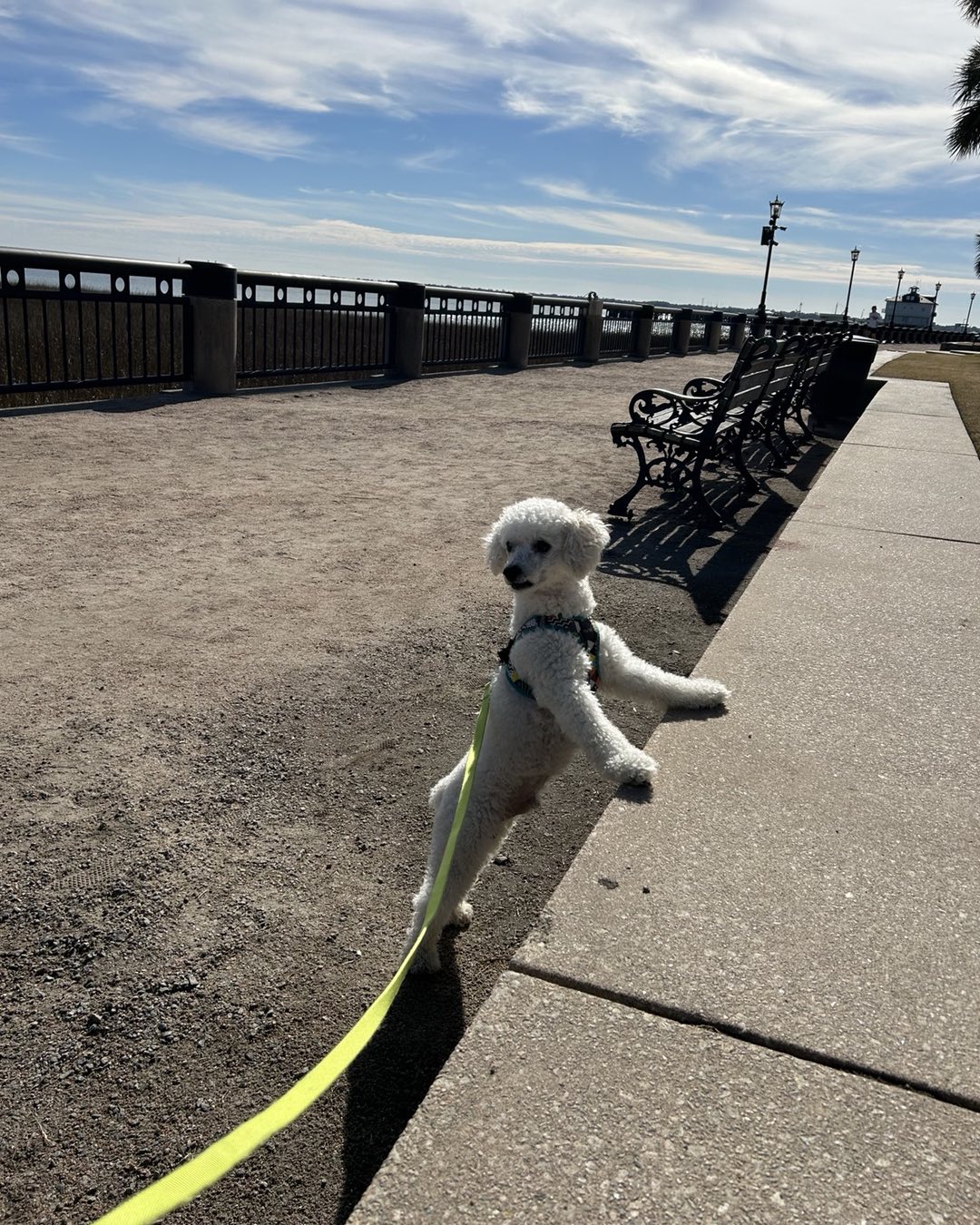 Z&E Canine Manners Charleston