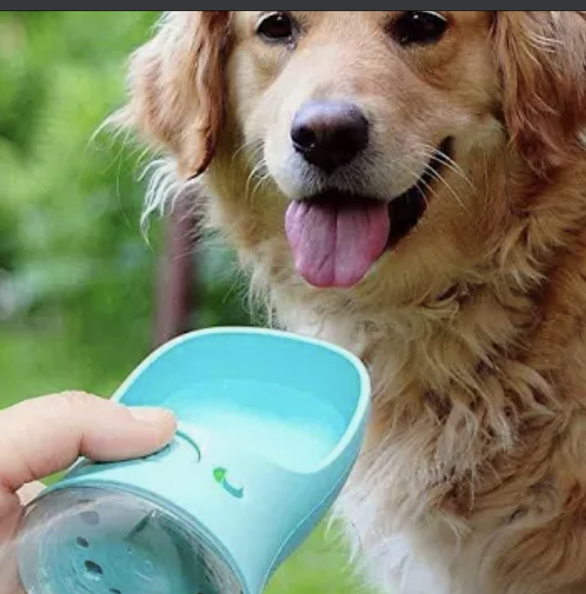 Pet Squad Dog Walking & Event Pet Sitting Charleston