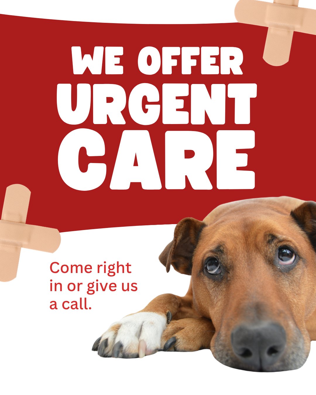 PawMed Veterinary Urgent Care Charleston