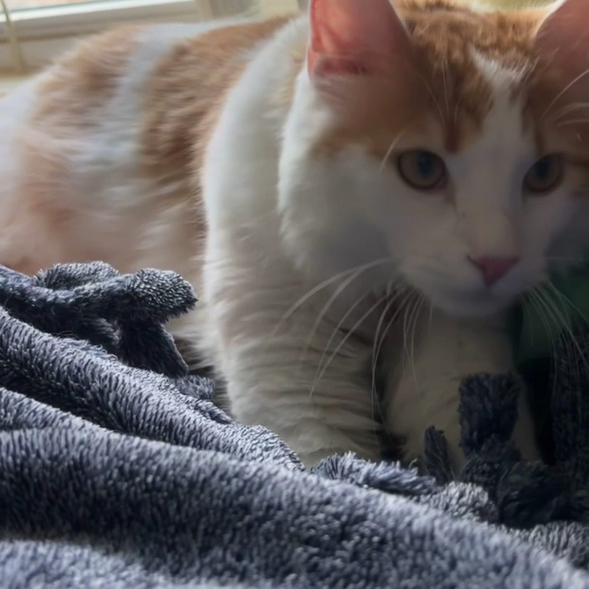 PawMed Veterinary Urgent Care Charleston