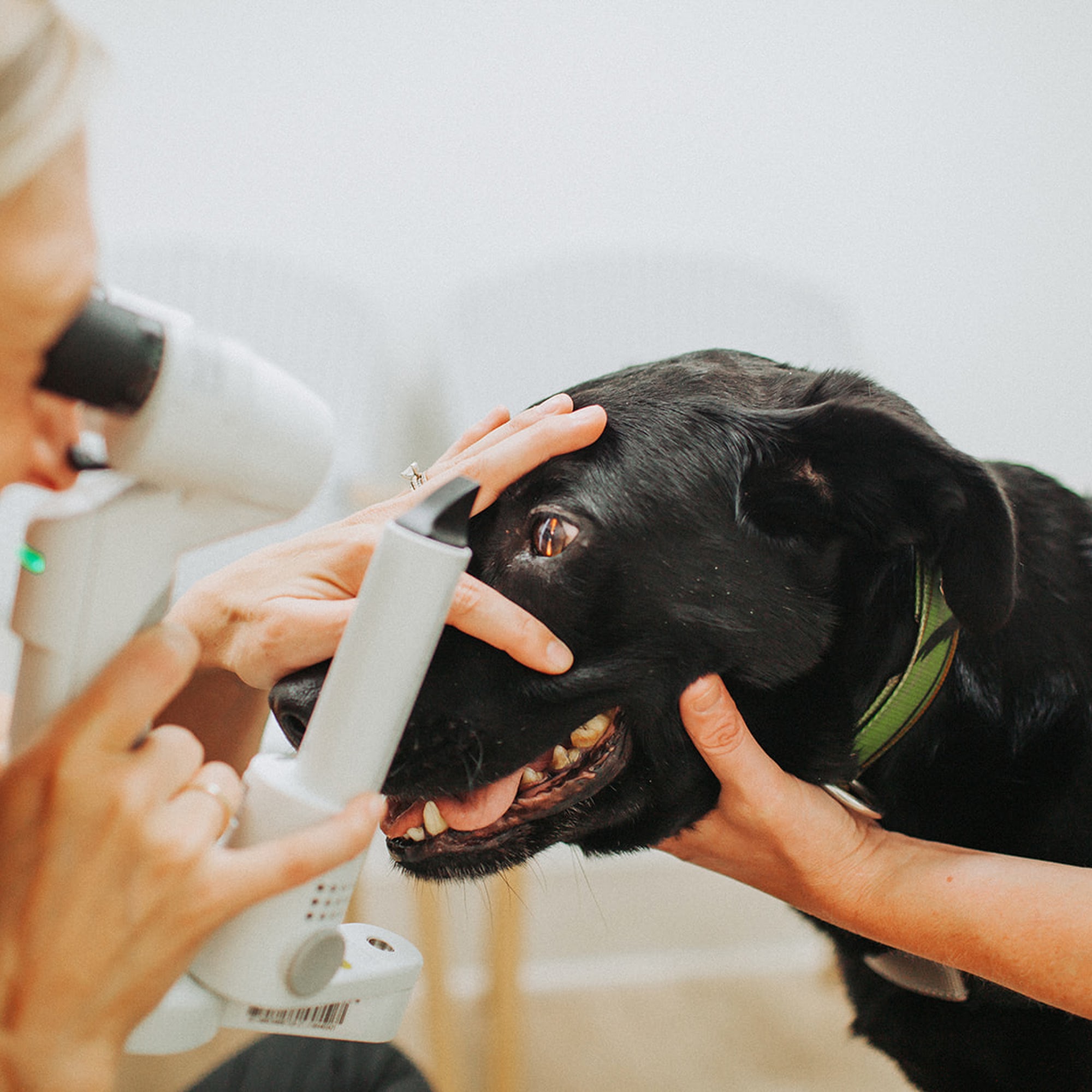 Charleston Animal Eye Specialists Charleston