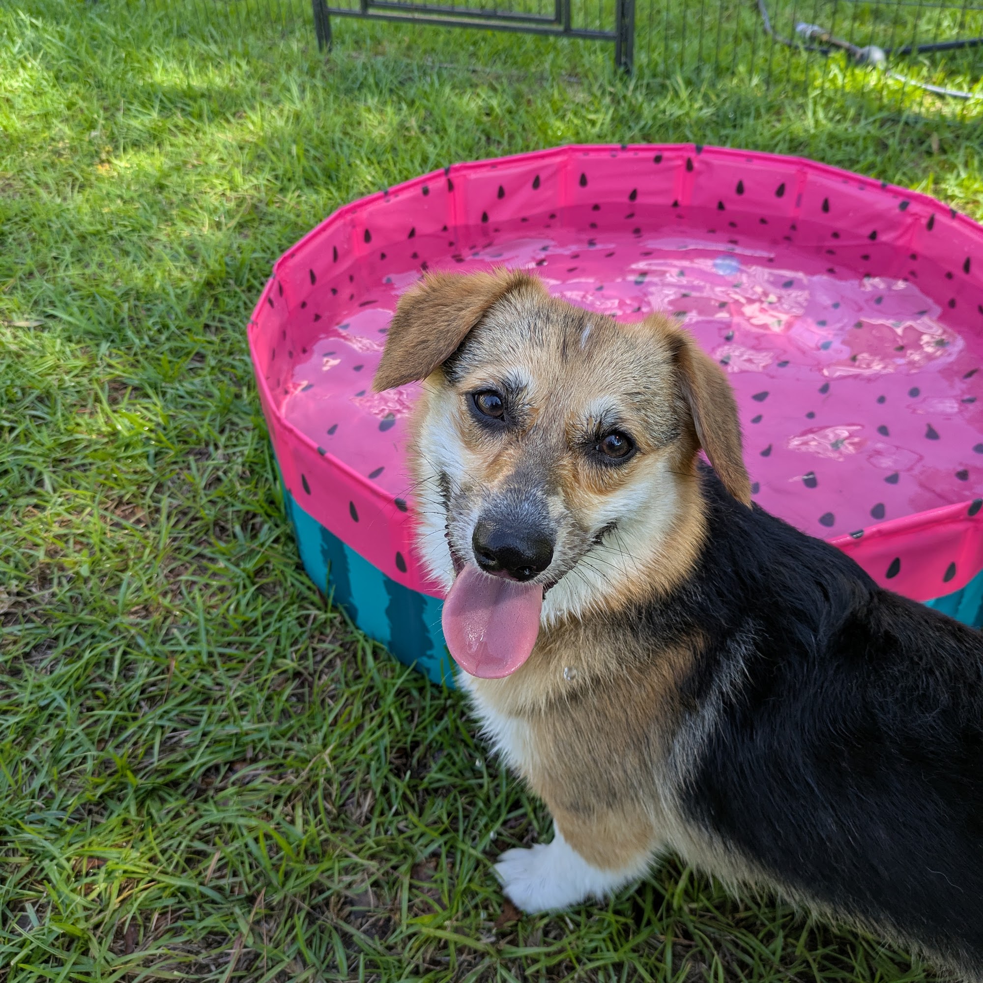 Cutler Animal Hospital Charleston