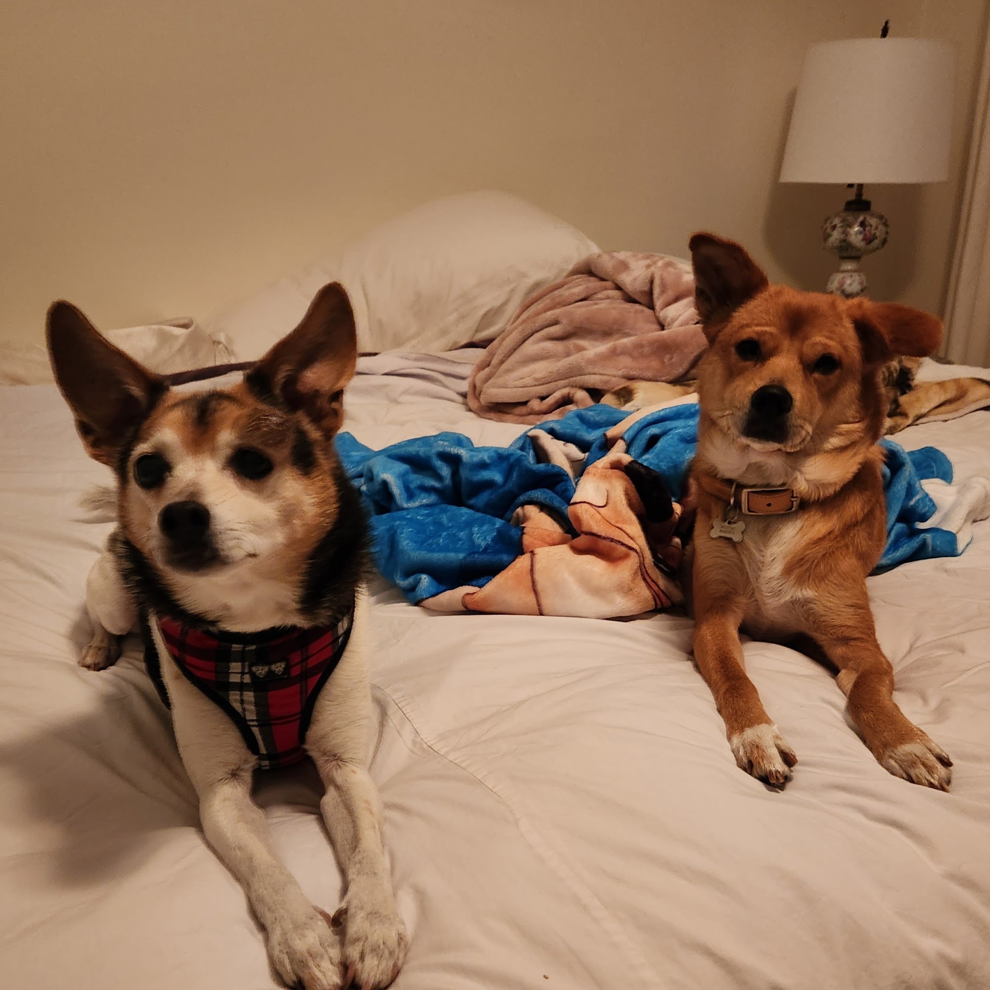 Camille's Critter Care Charleston