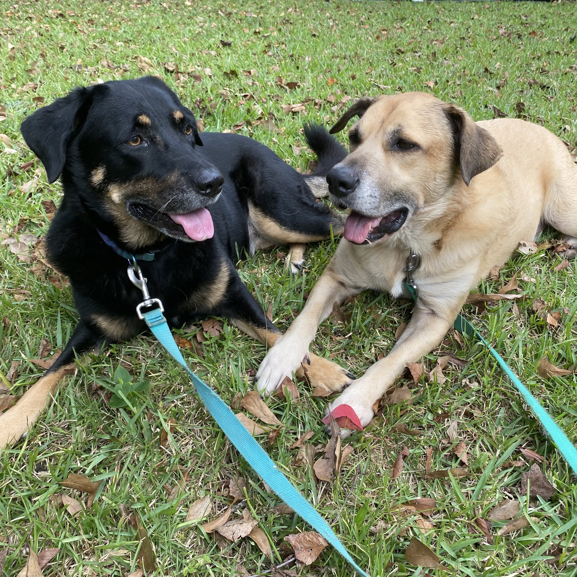 Wet Nose Warm Heart Pet Sitting, LLC Charleston