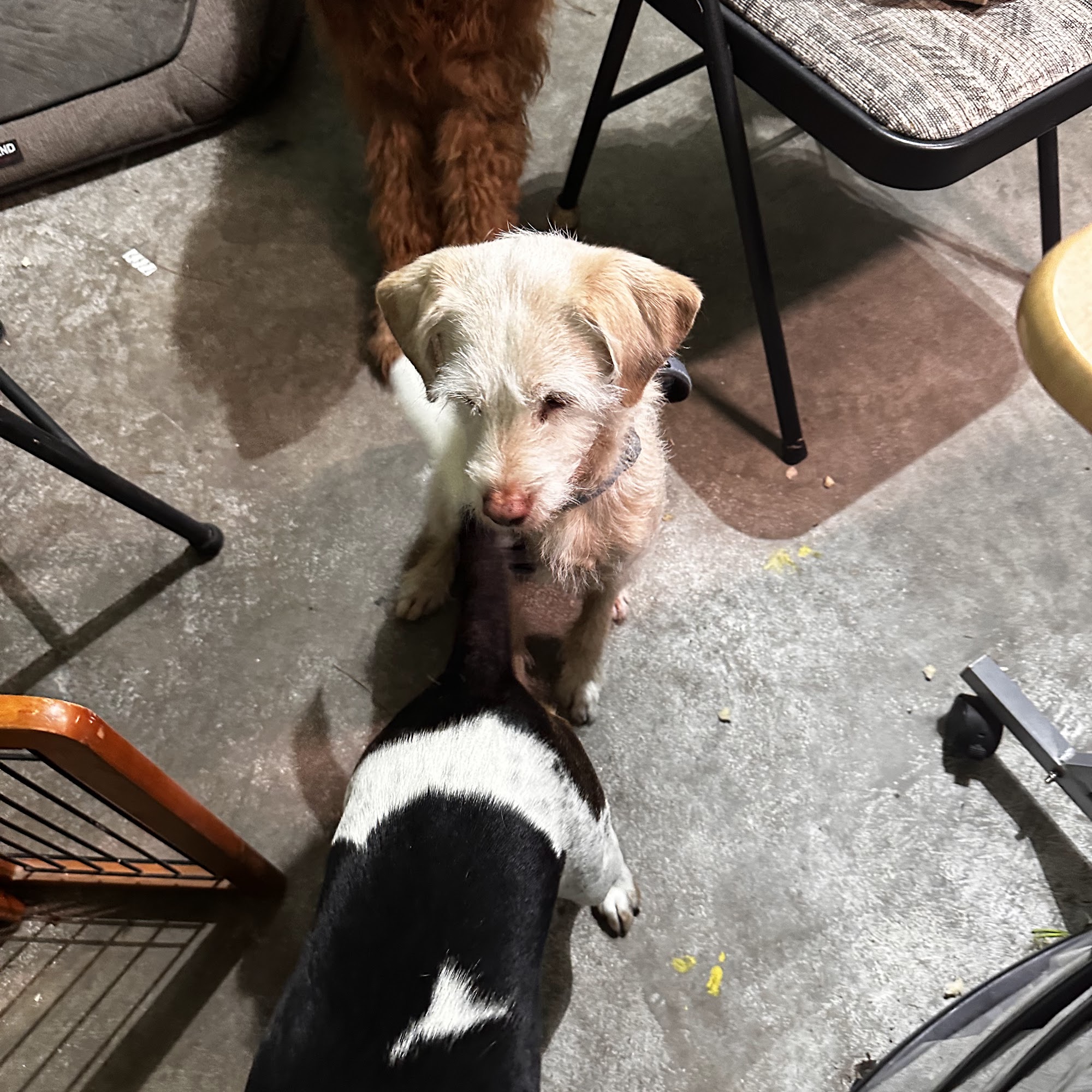 Charleston Green Dog Boarding Charleston