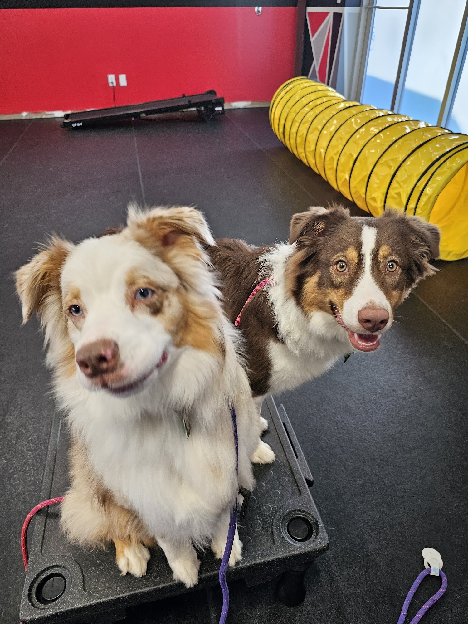 Sit Means Sit Dog Training - Charleston