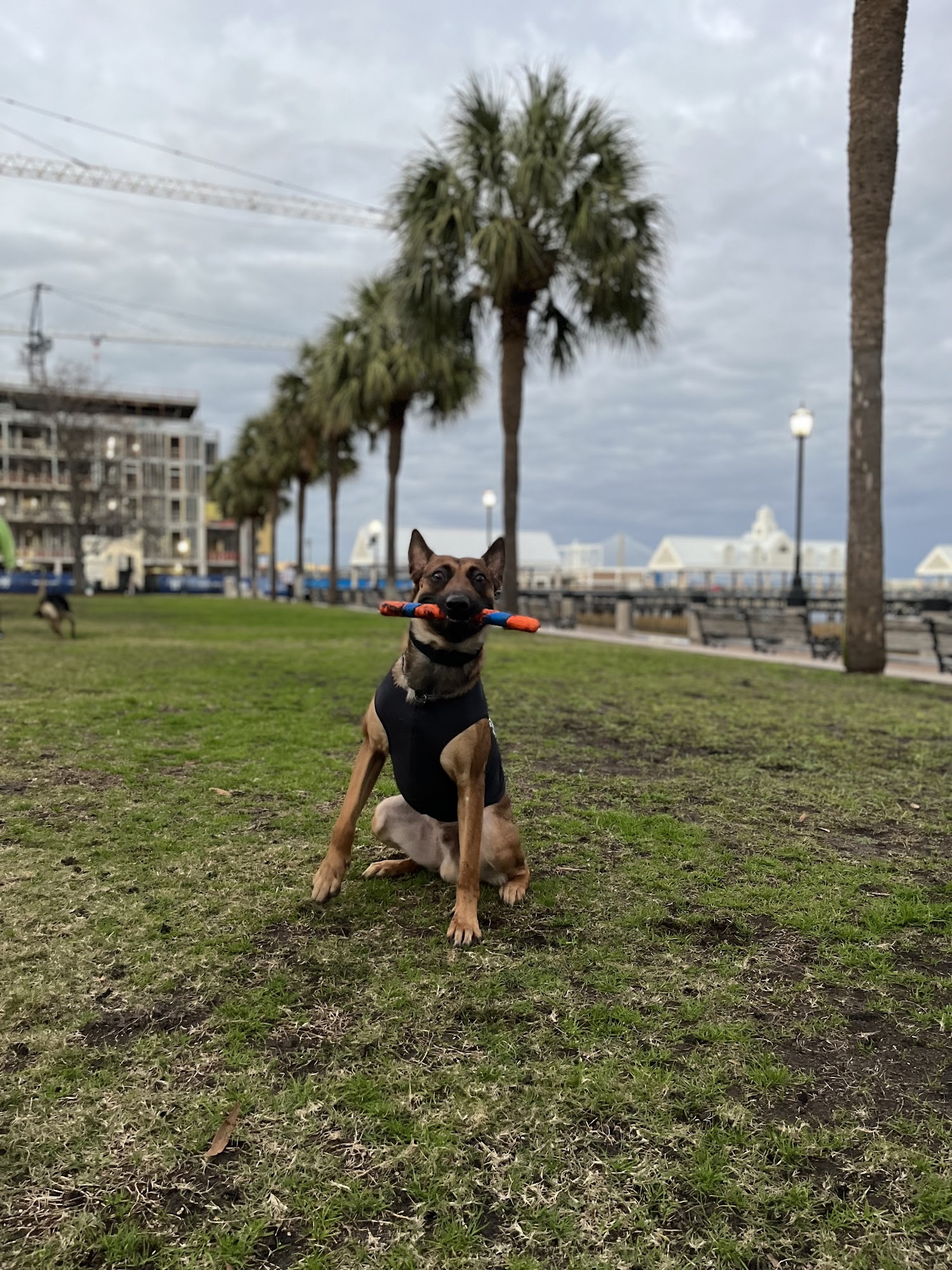 Sit Means Sit Dog Training - Charleston