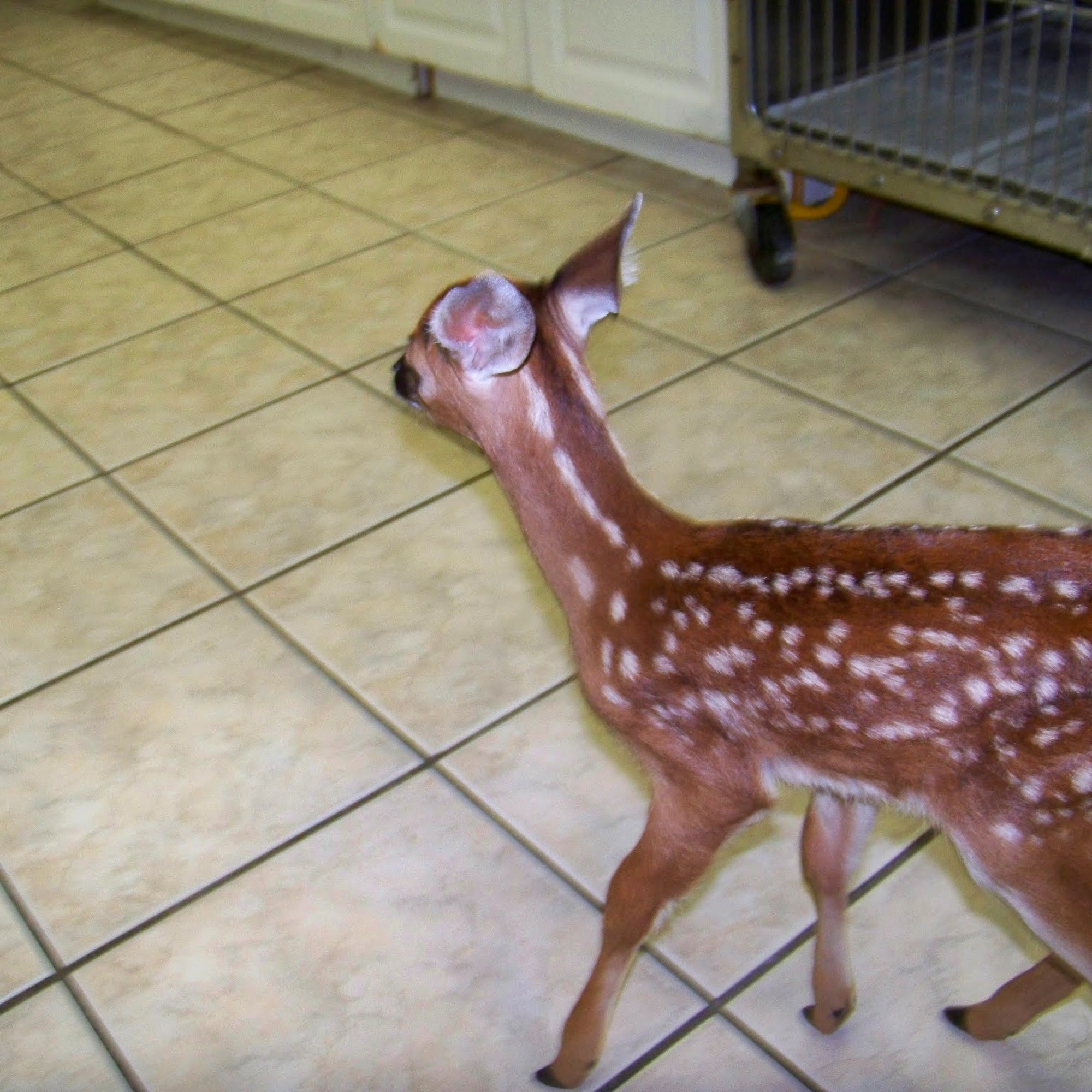 Sandhills Animal Hospital Cheraw