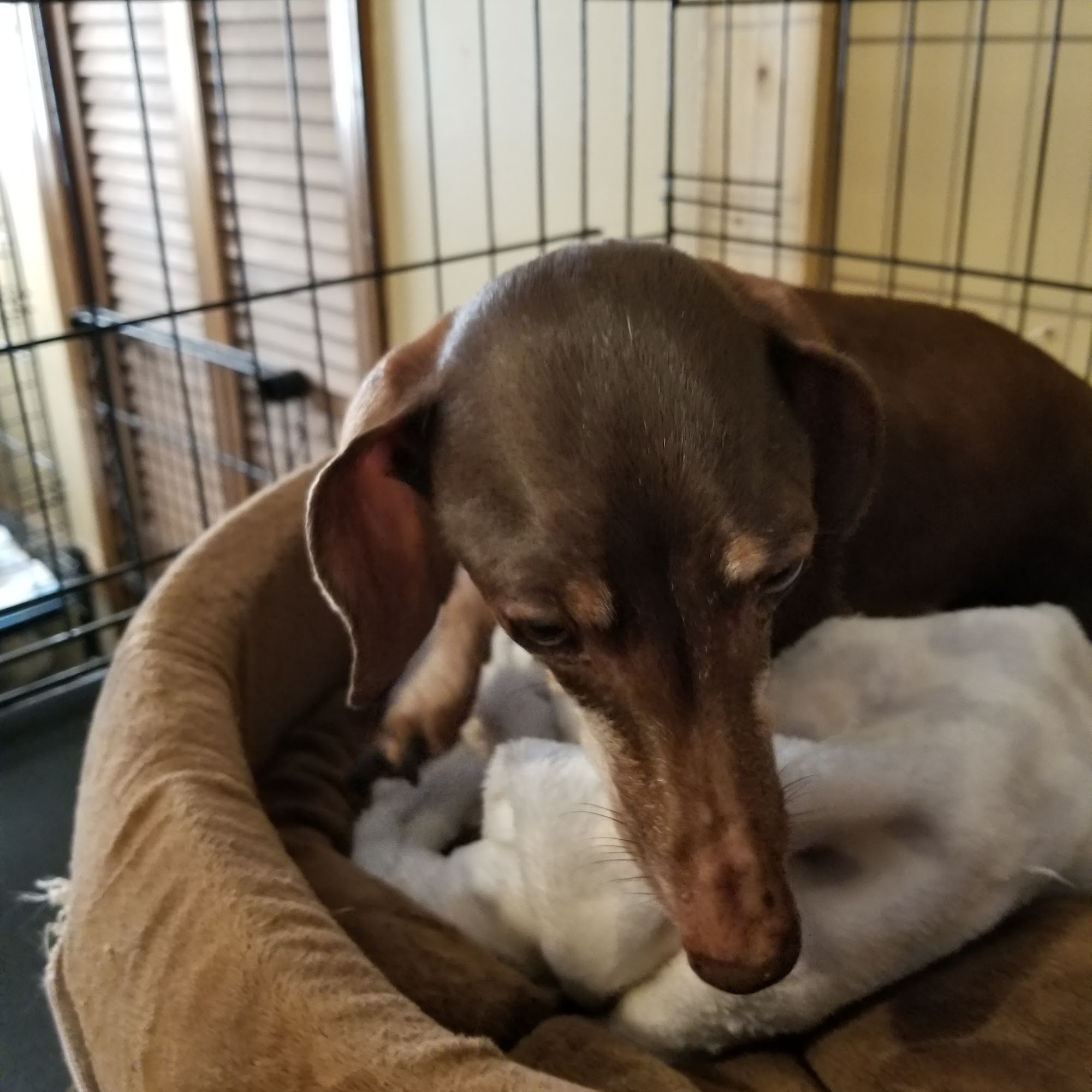 Paws & Purrs Animal Clinic Inc Chesnee