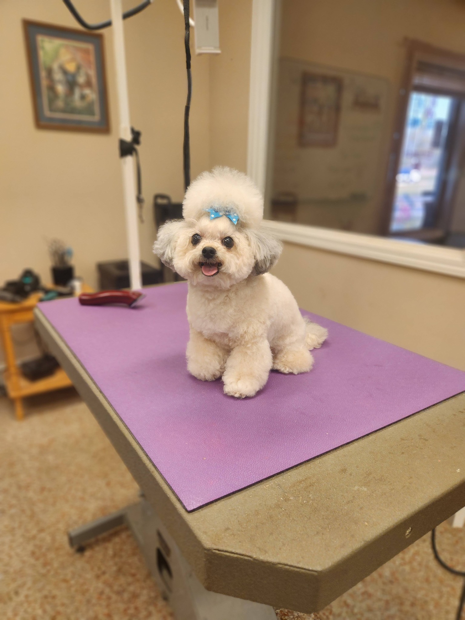 Puppy Luv Pet Grooming Chesnee