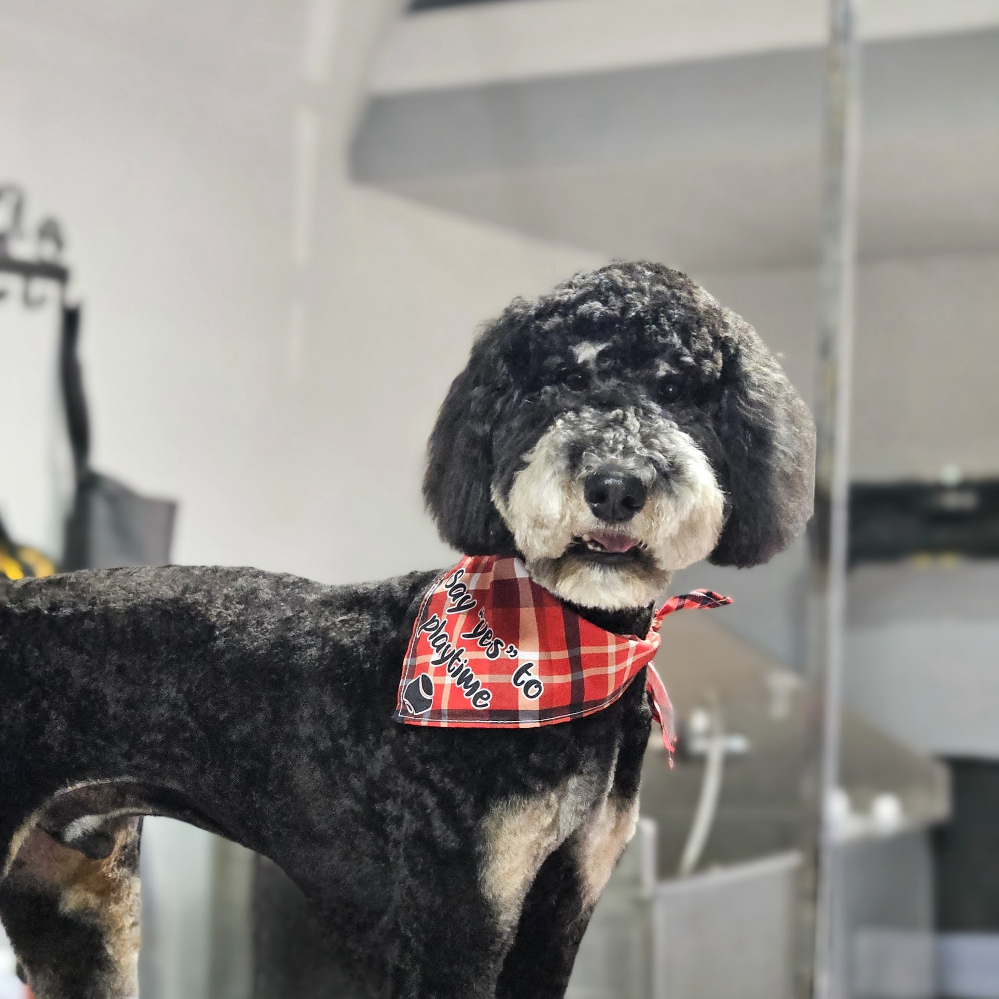 Puppy Luv Pet Grooming Chesnee