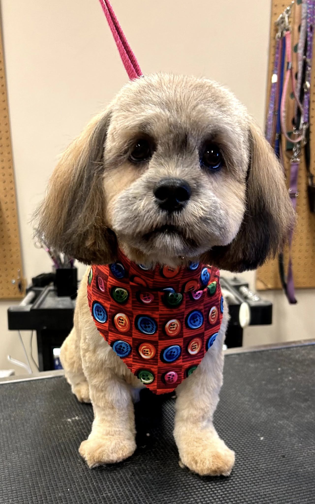 Puppy Luv Pet Grooming Chesnee