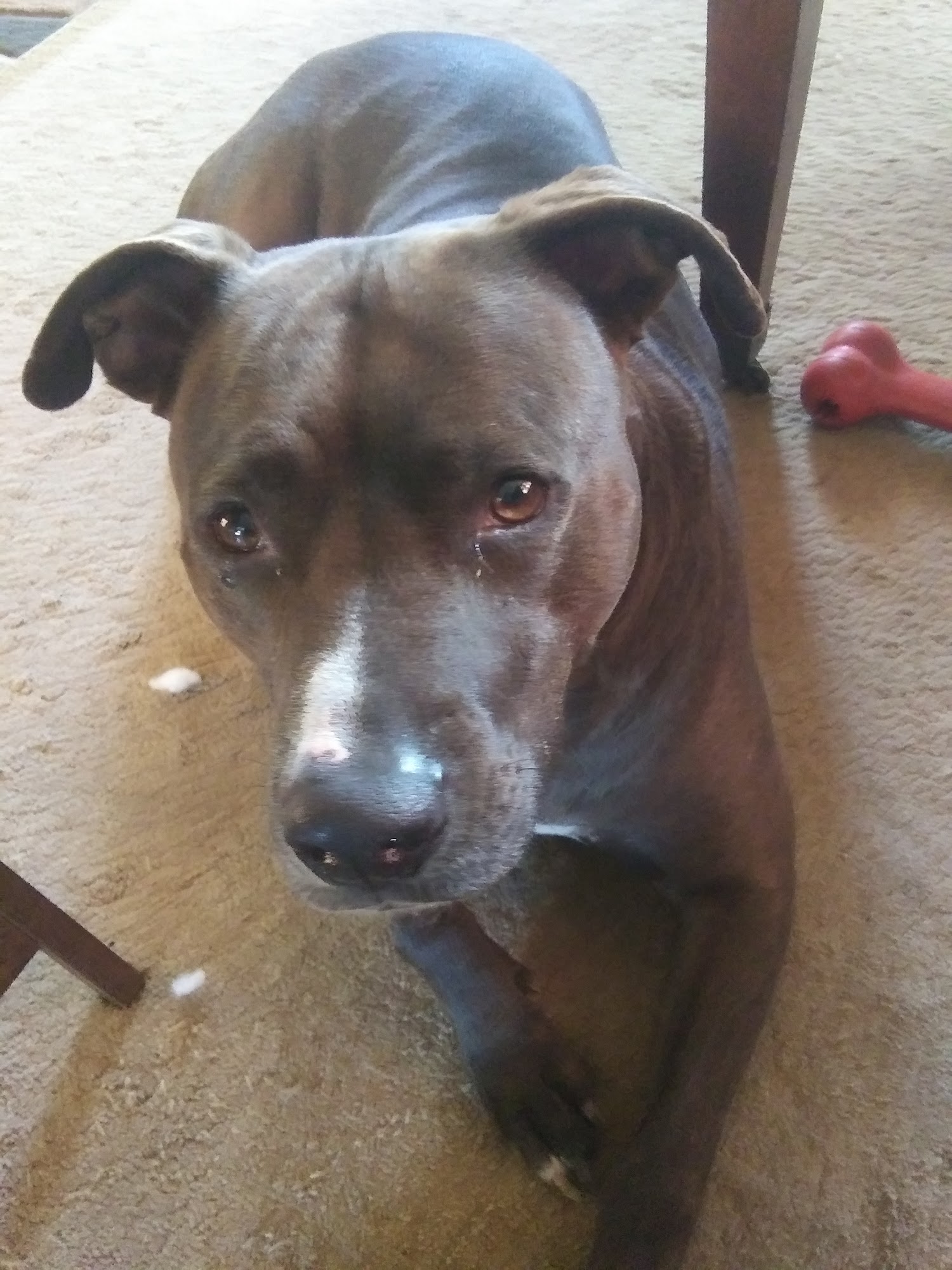 Lowrys Animal Hospital Chester