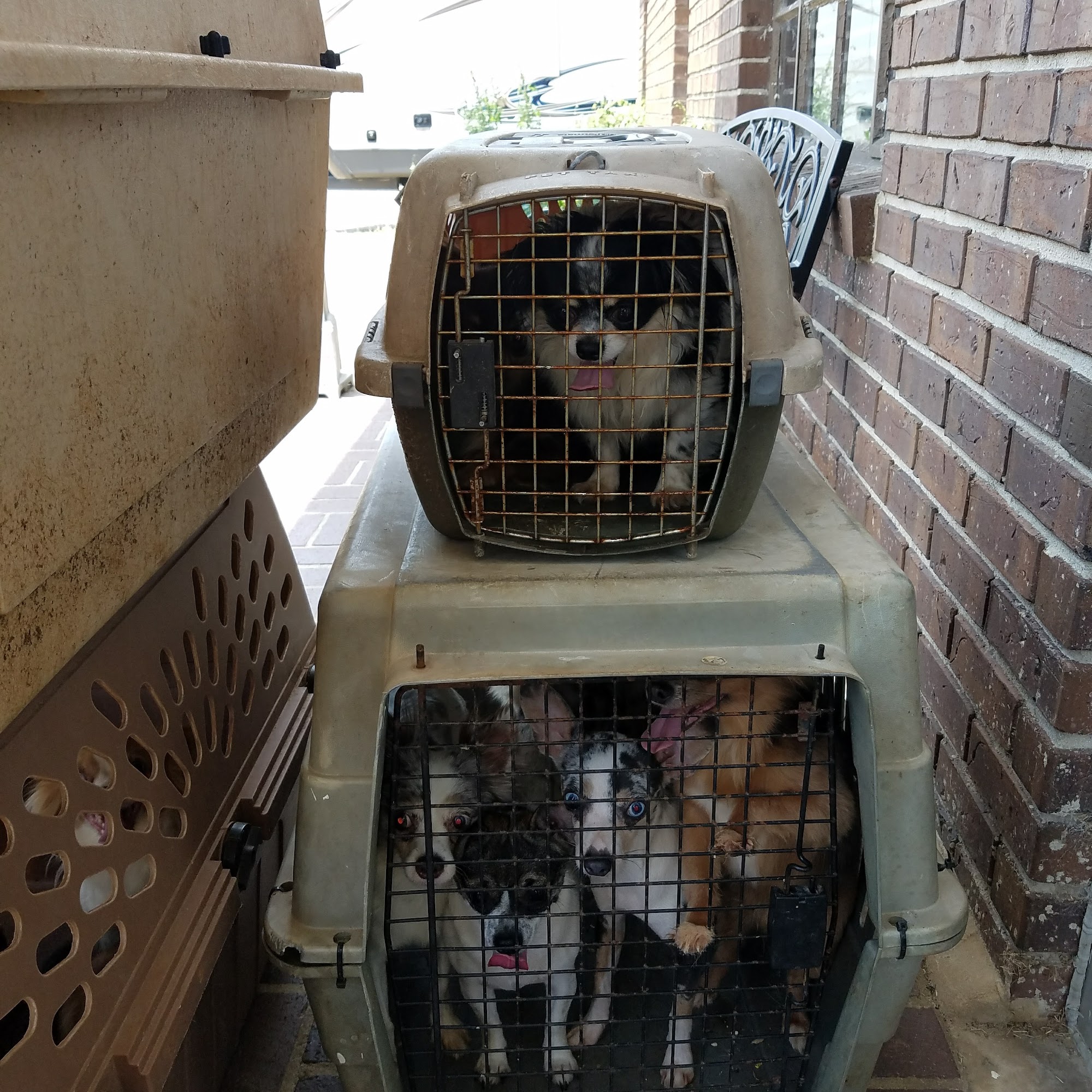 Chester Veterinary Clinic Chester