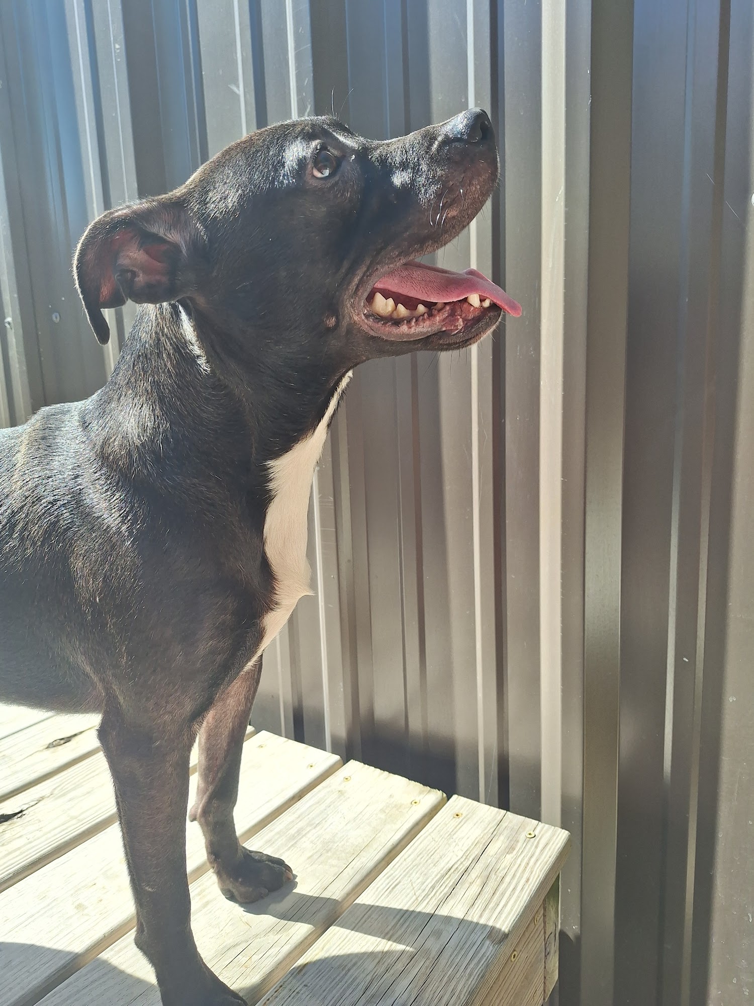 Chester County Animal Control Chester