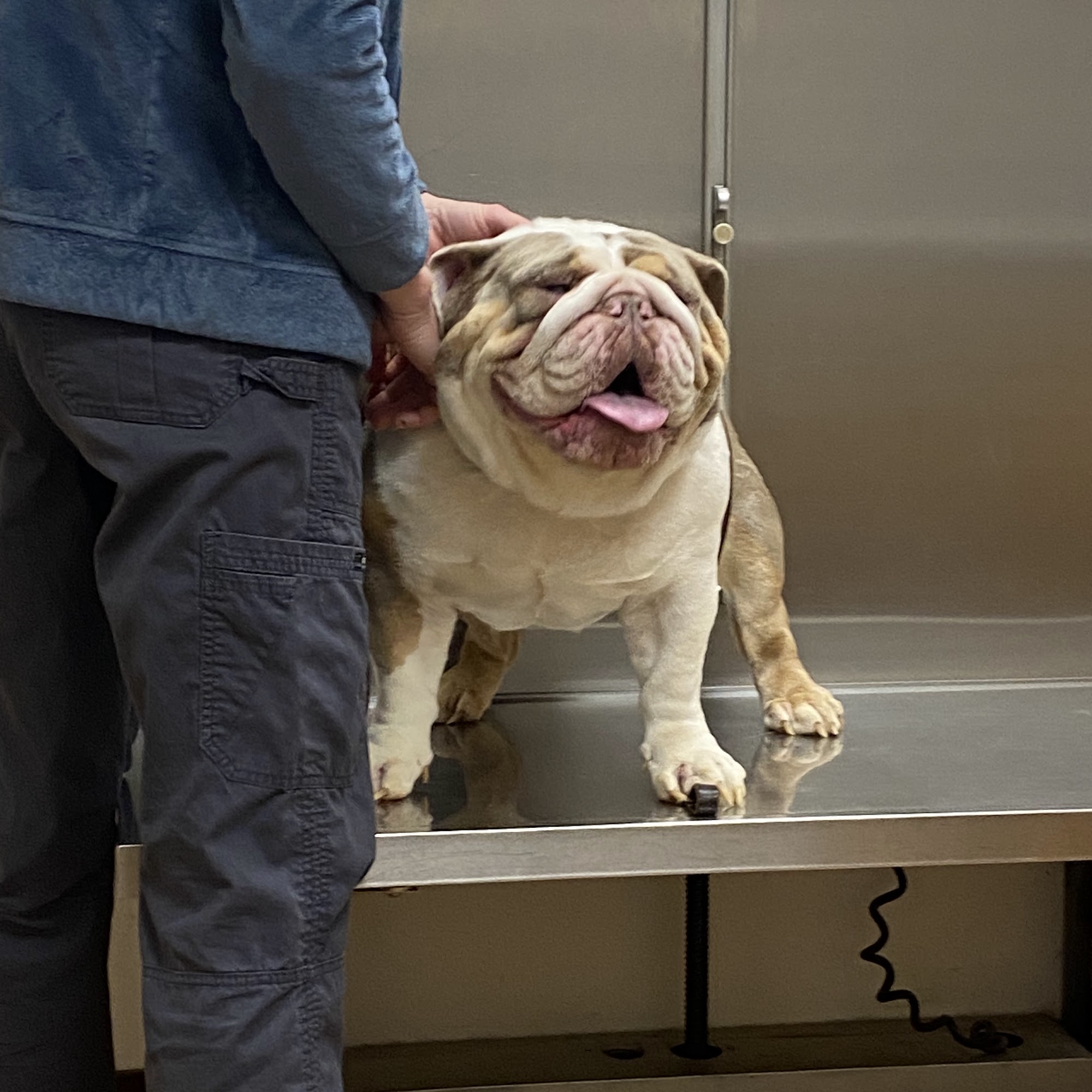 Animal House Veterinary Hospital Clemson