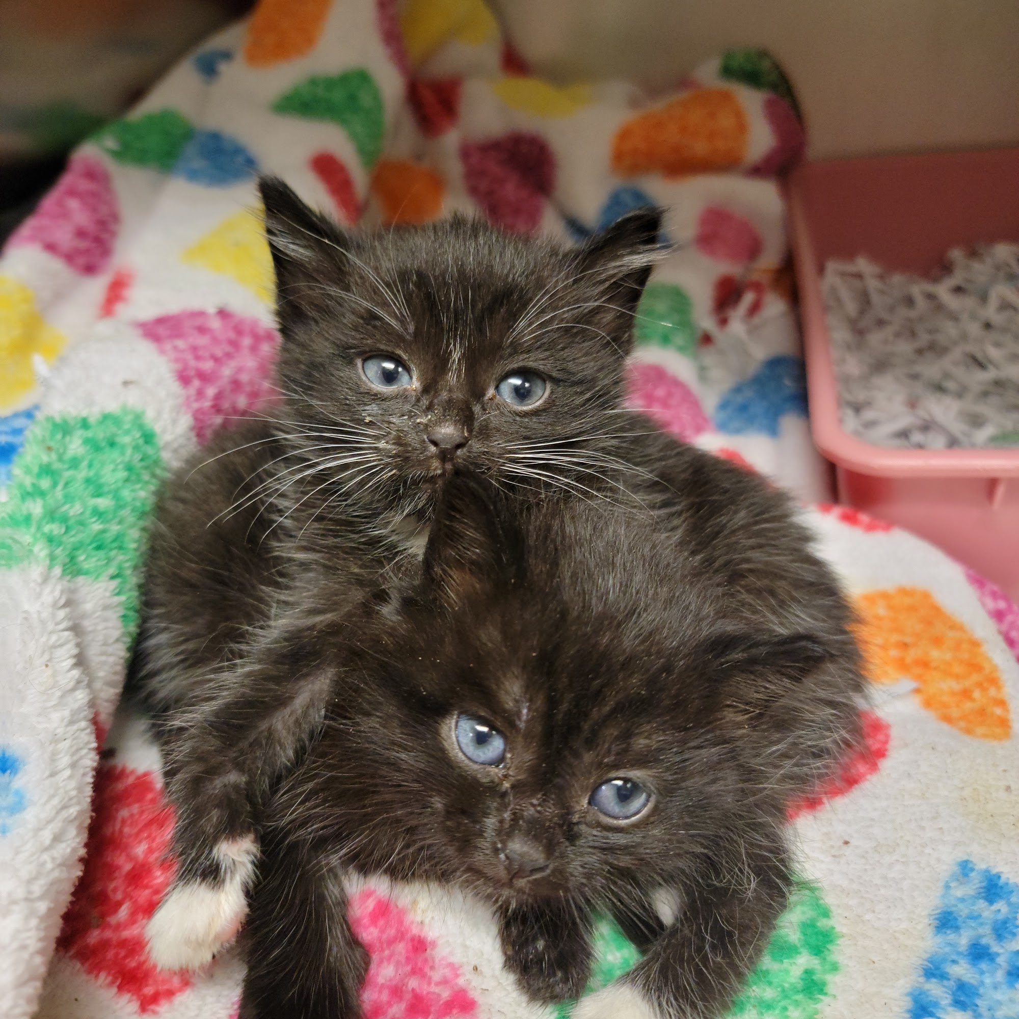 Magley Clemson Animal Hospital Clemson