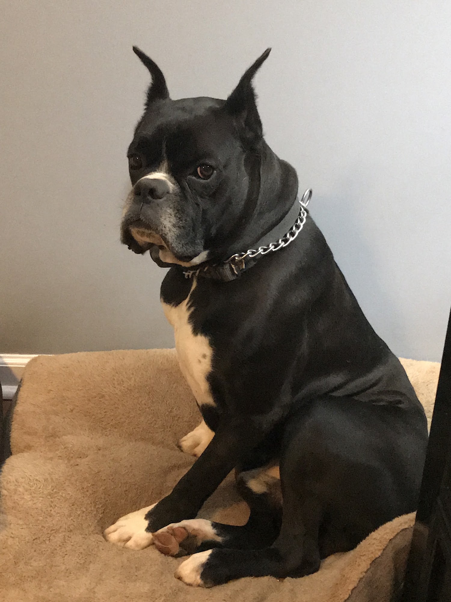 Magley Clemson Animal Hospital Clemson