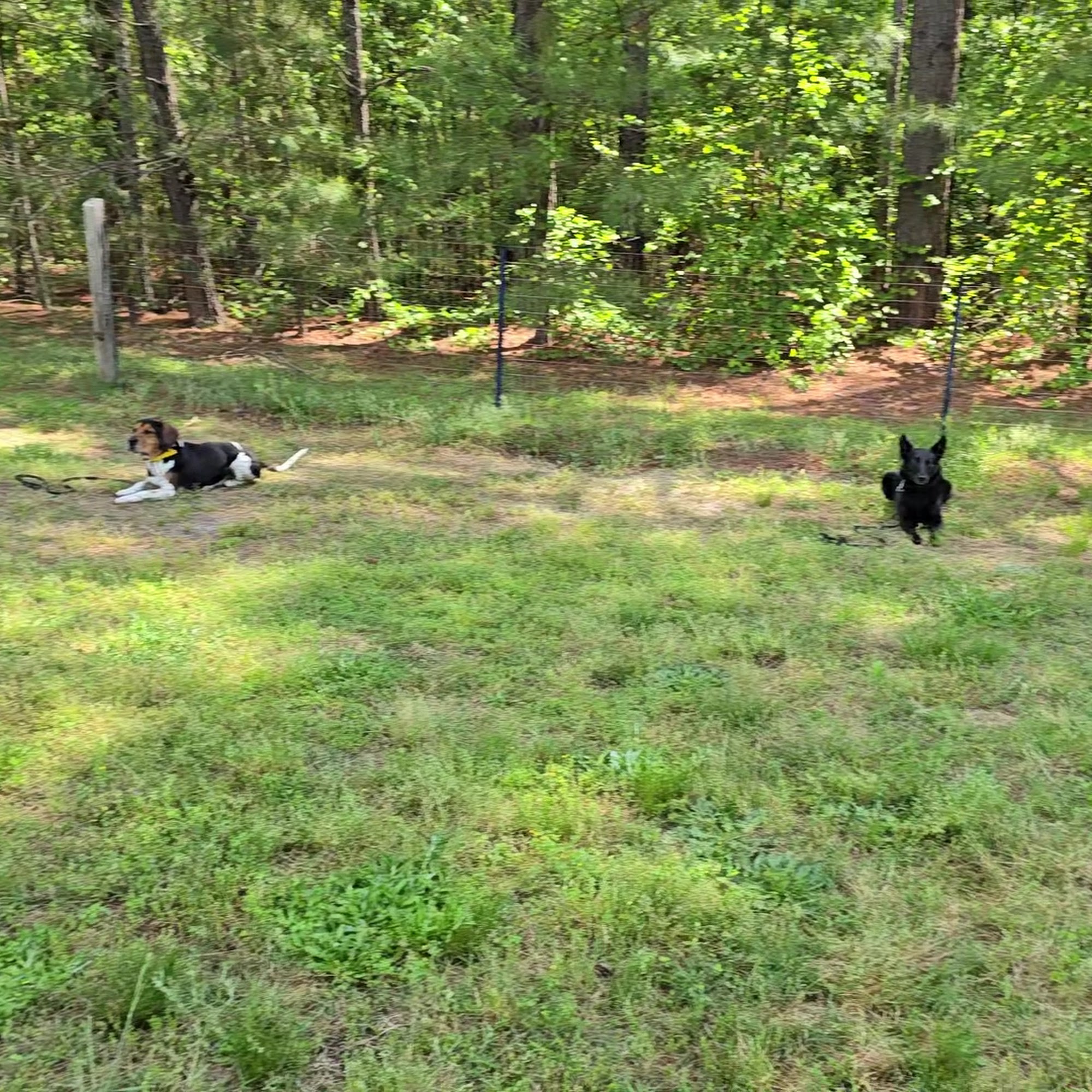 Customized K-9 Clover