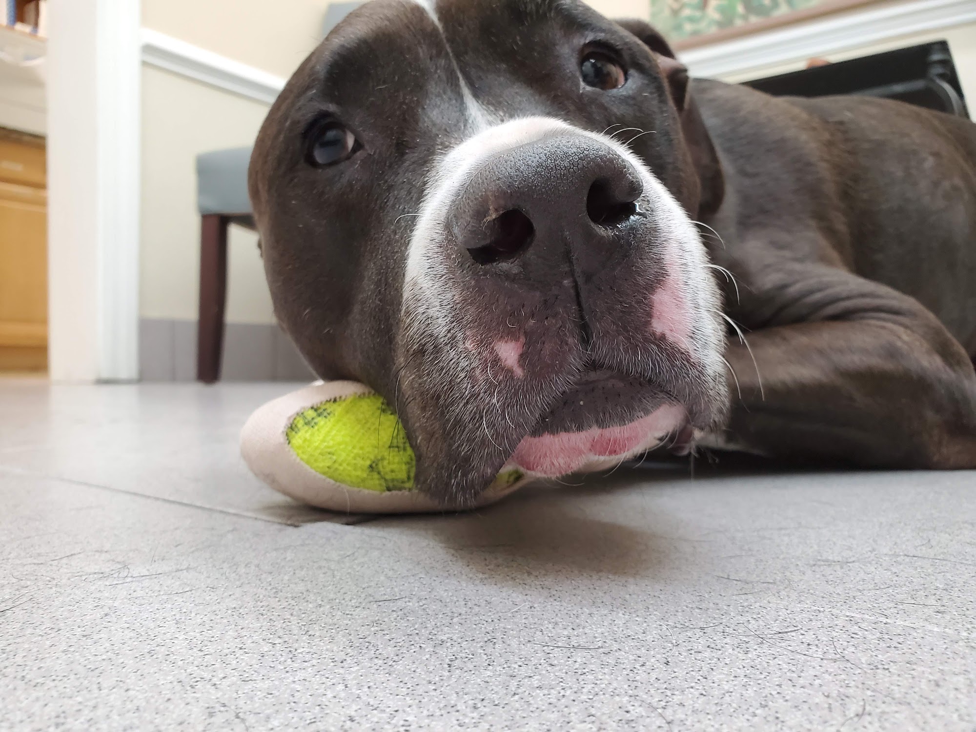 Shandon-Wood Animal Clinic Columbia