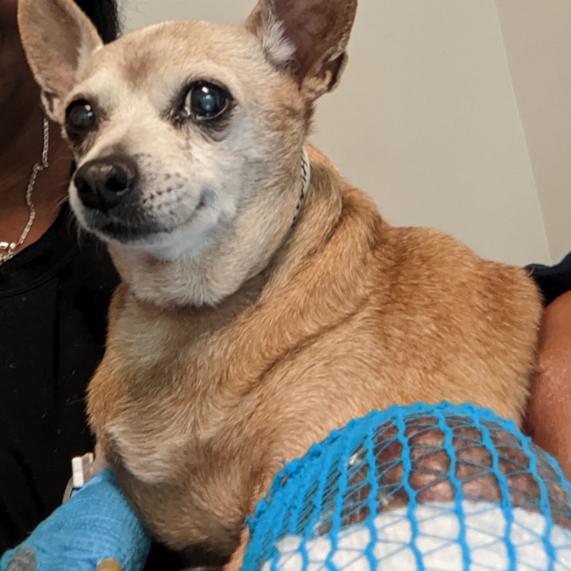 Banks Animal Hospital Columbia