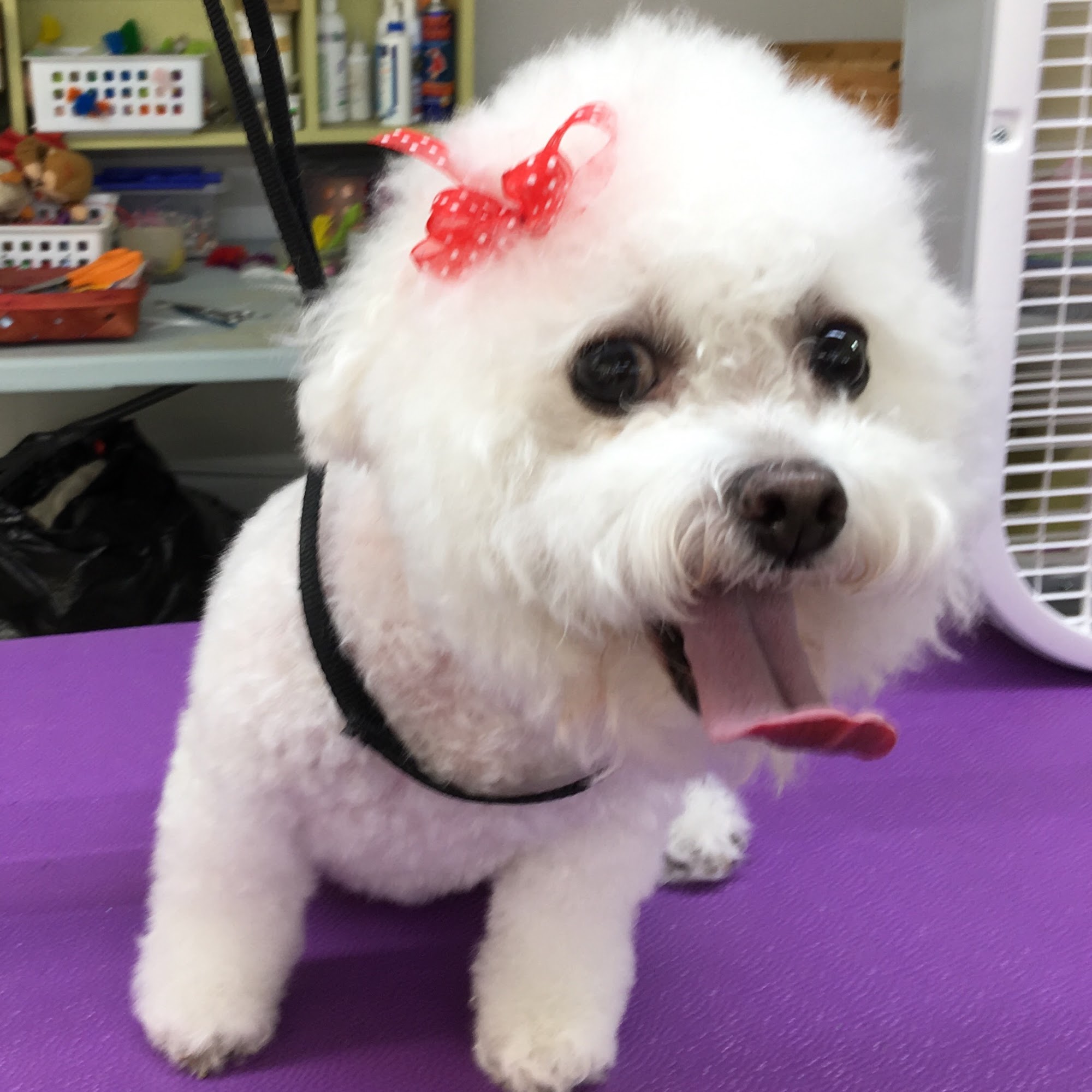 Dale's Pets LLC Columbia