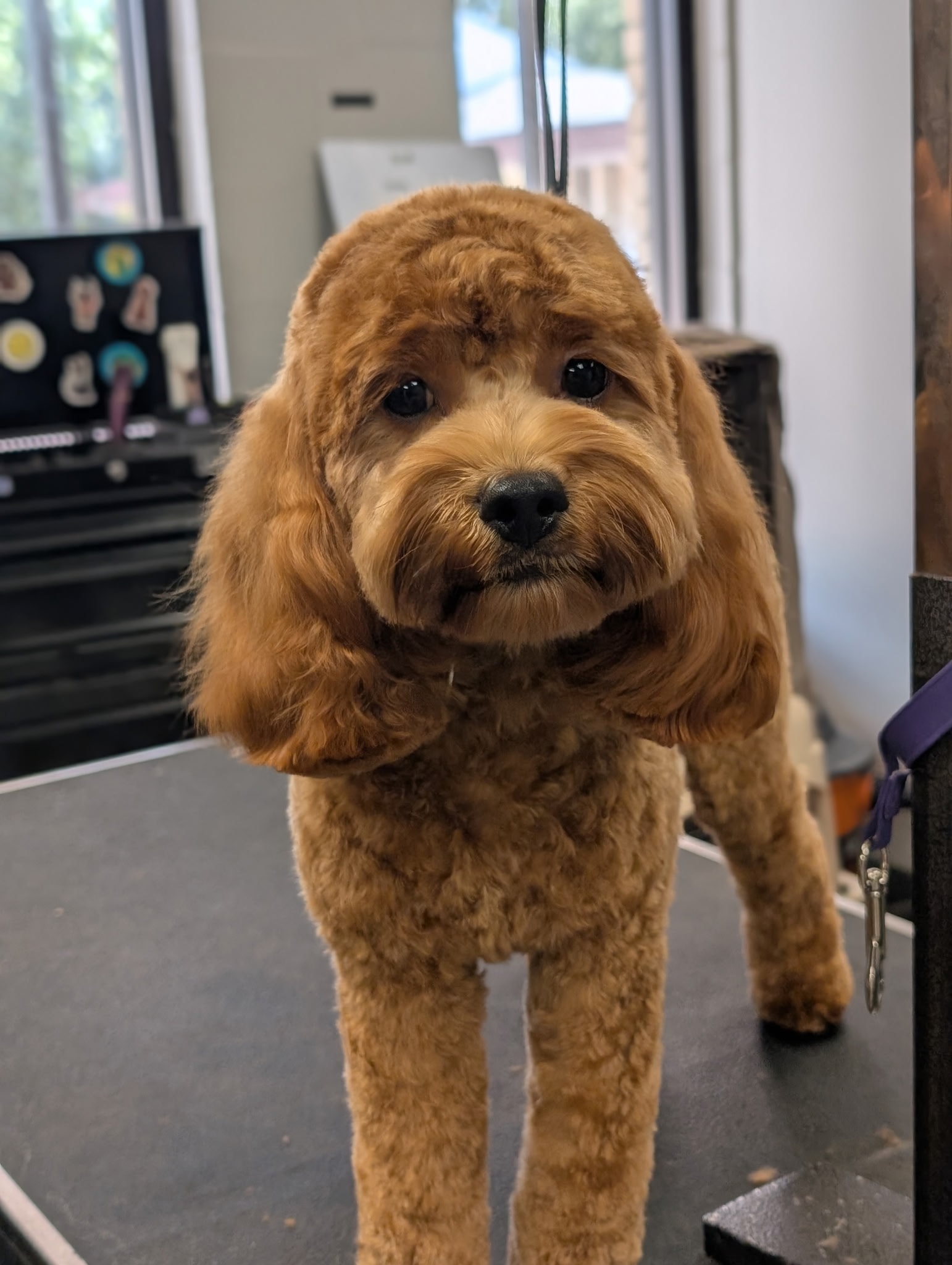 Groomingdales of Columbia Columbia