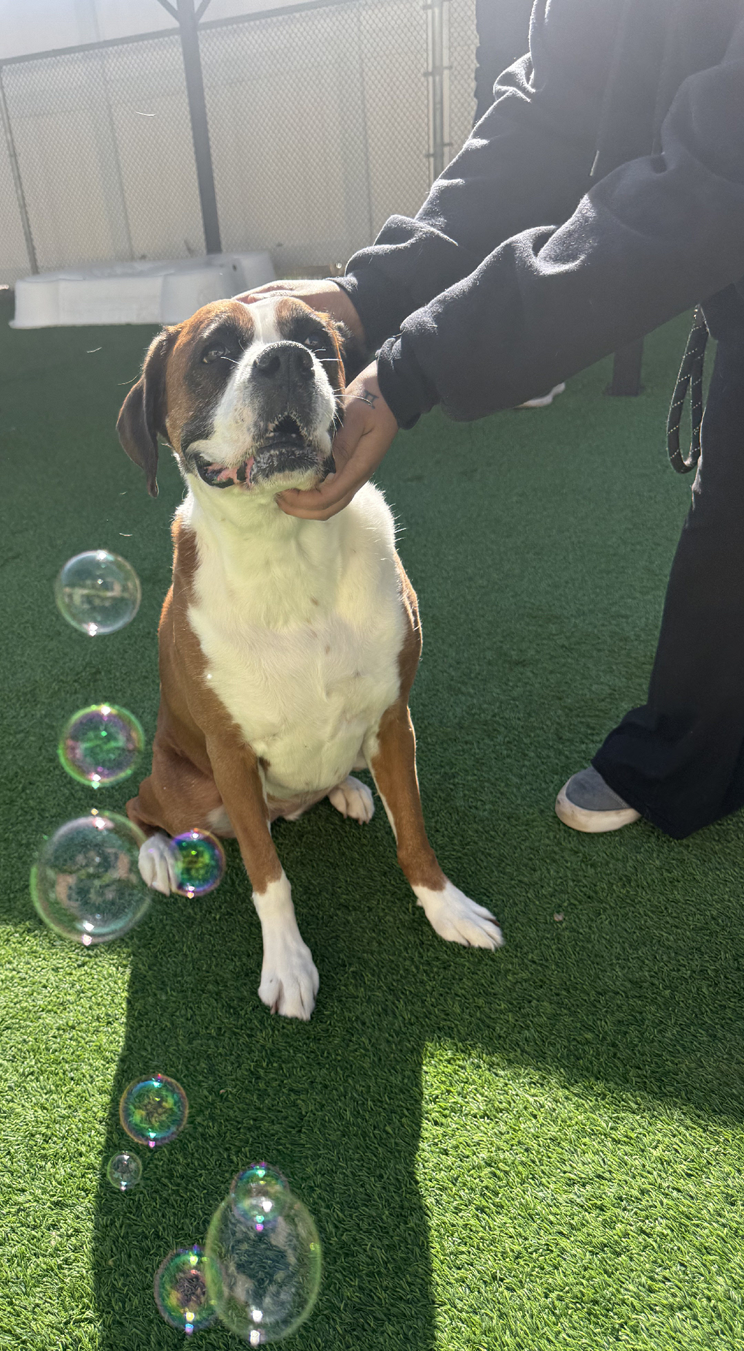 Wescott Acres Pet Resort Columbia