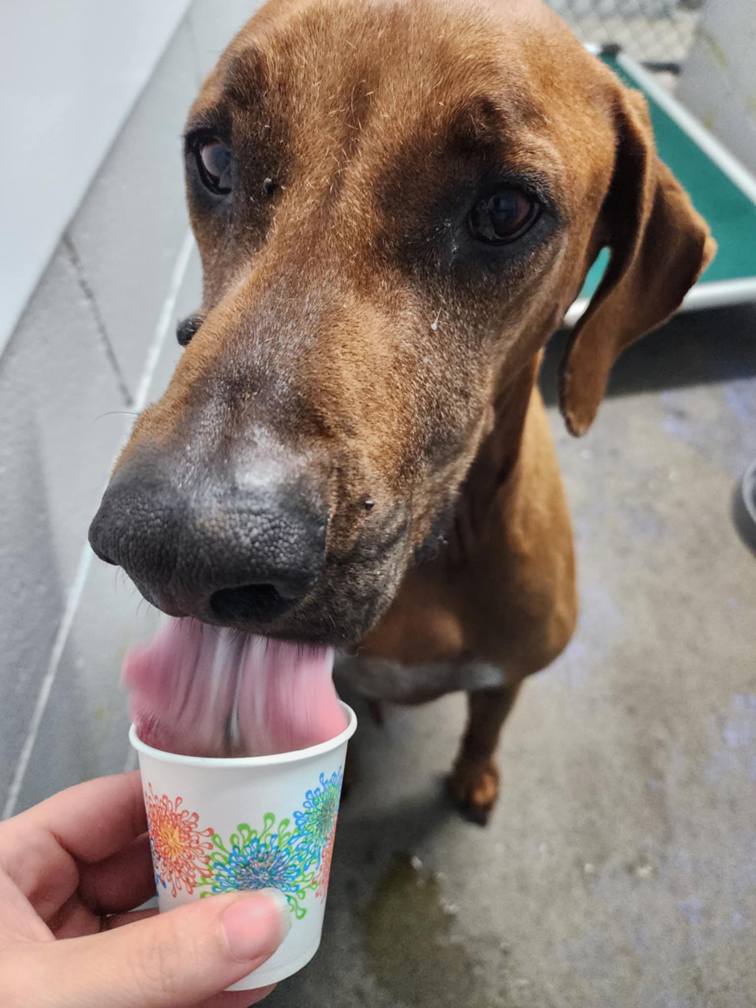 Southern Pines Pet Lodge Columbia