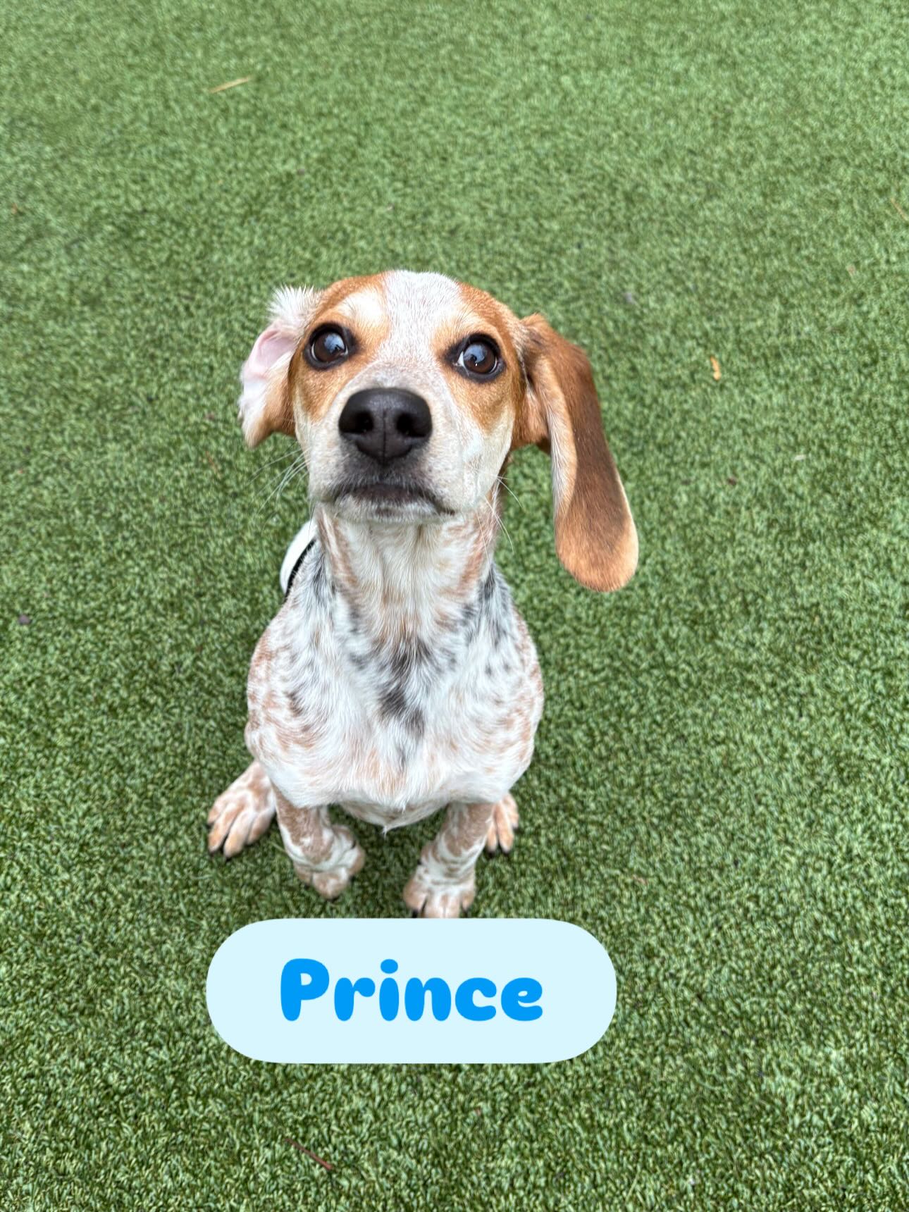 Southern Pines Pet Lodge Columbia