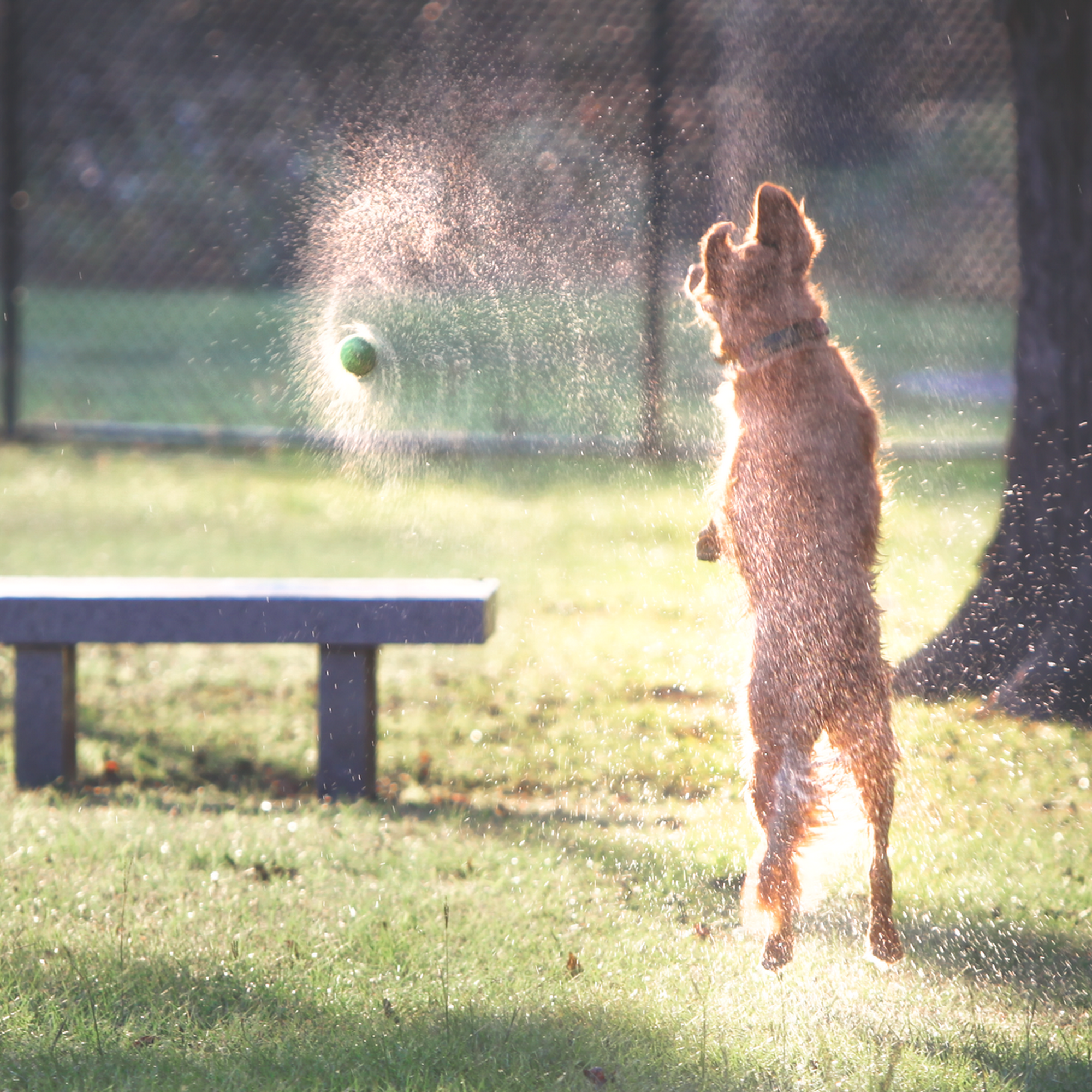 NOMA (North Main) Bark Park Columbia