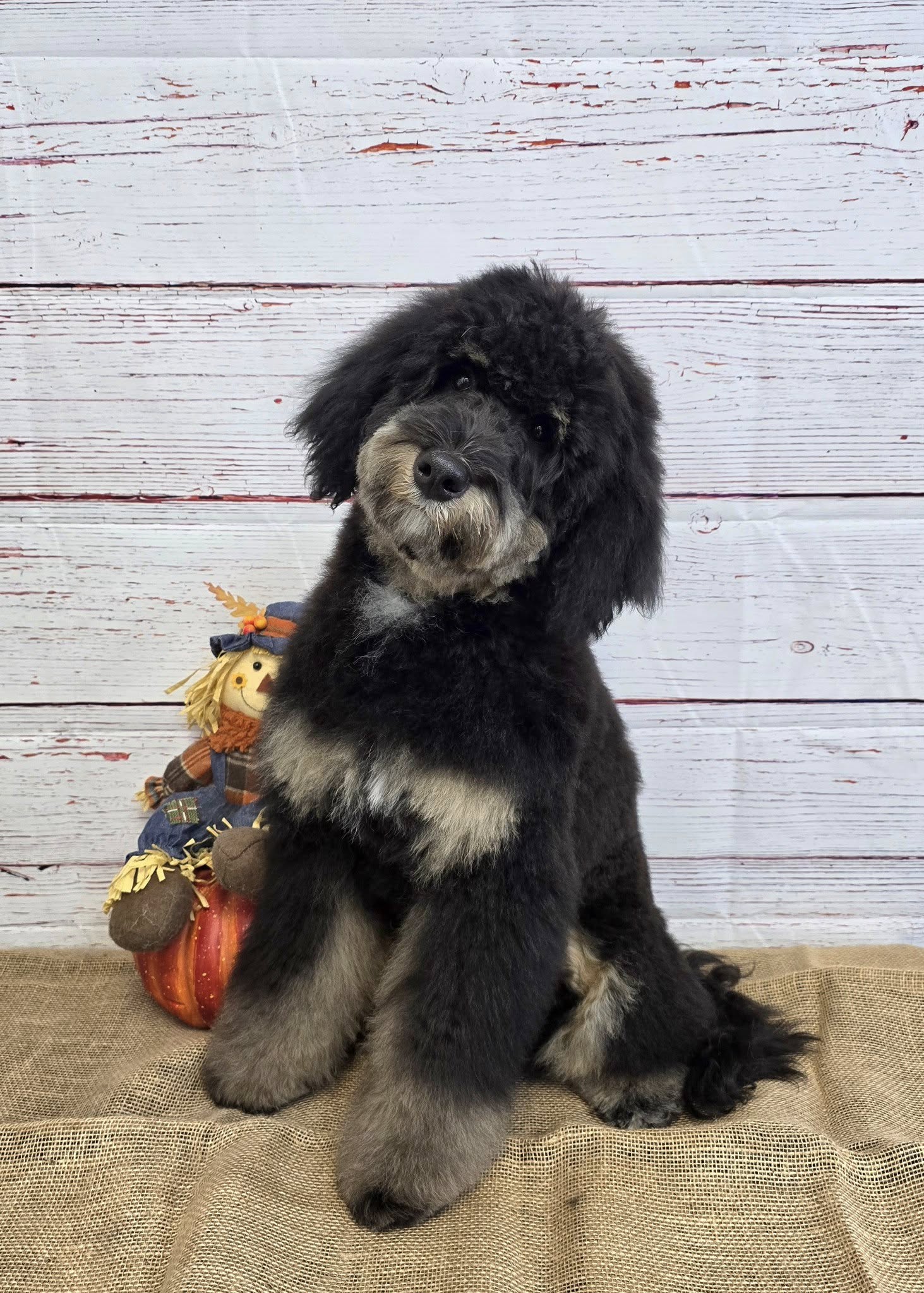 Becky's Pup Parlor Columbia