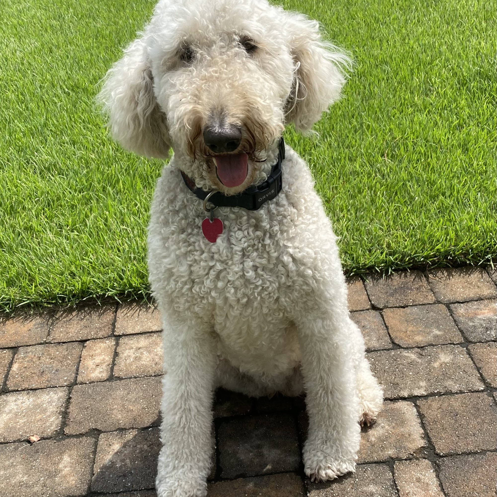 Becky's Pup Parlor Columbia