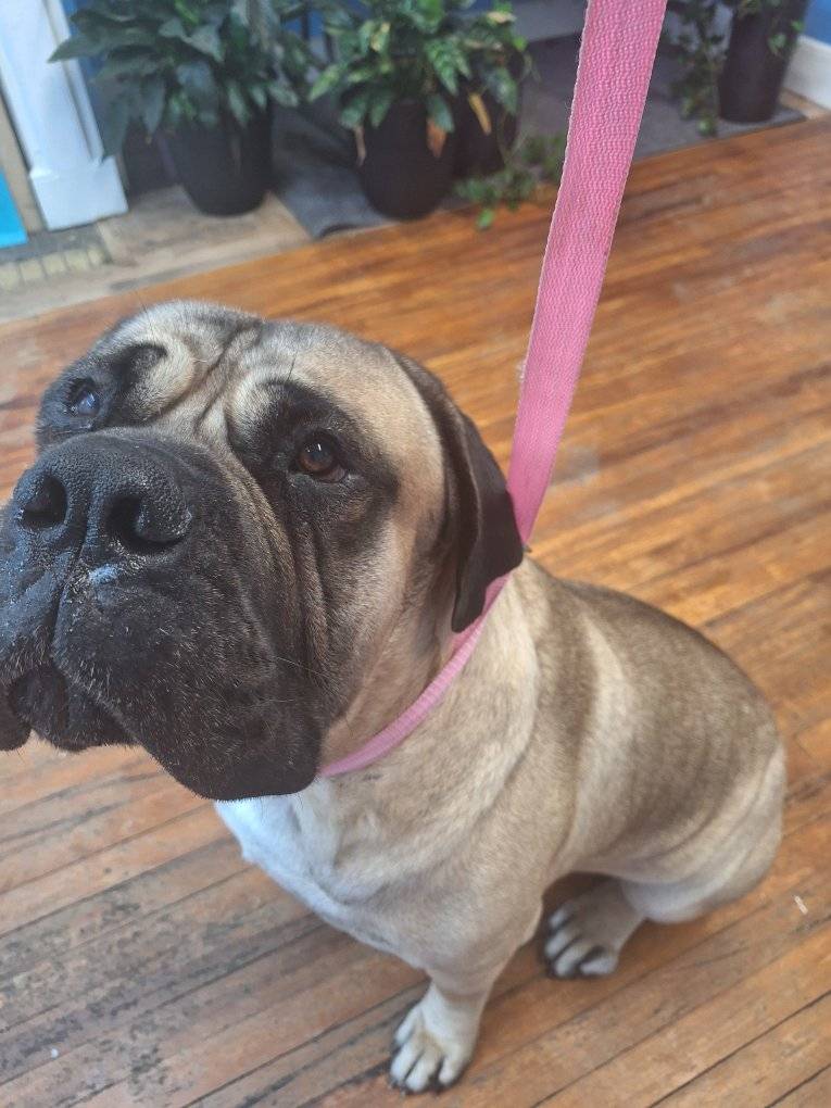 Pets Transformation & Boarding, Llc Columbia