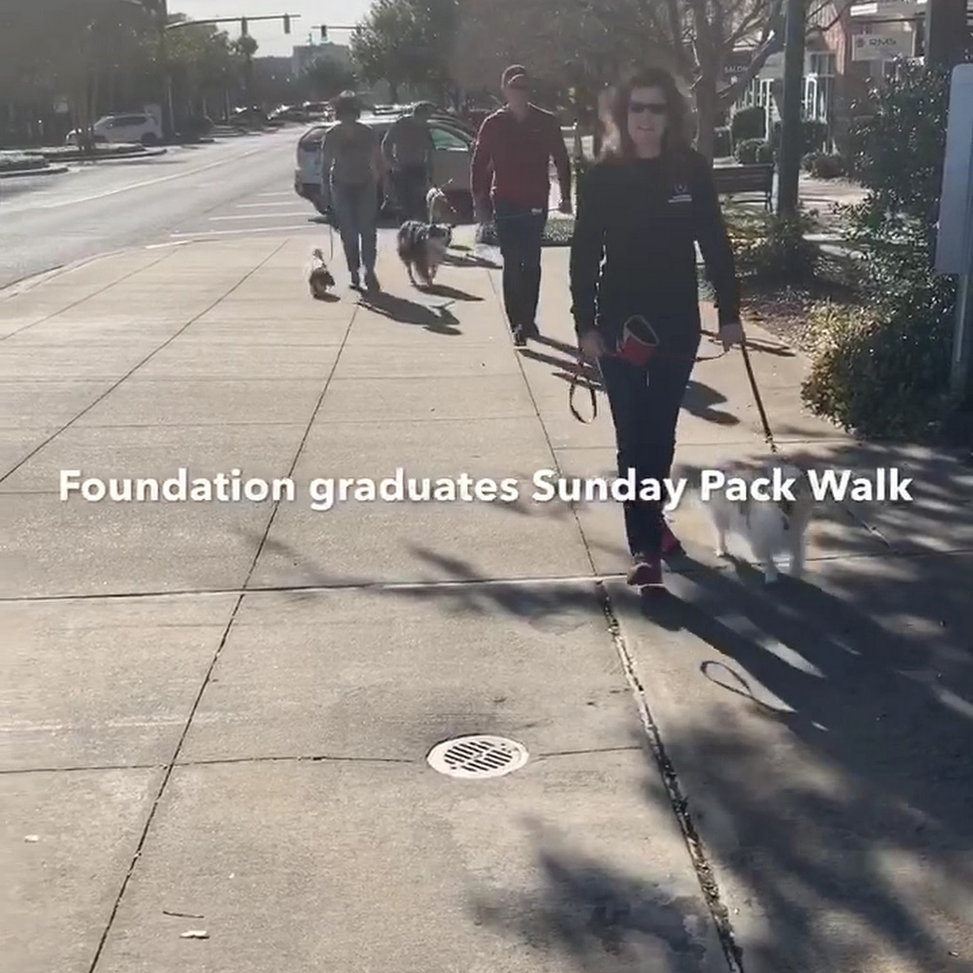 Contented Canines Columbia